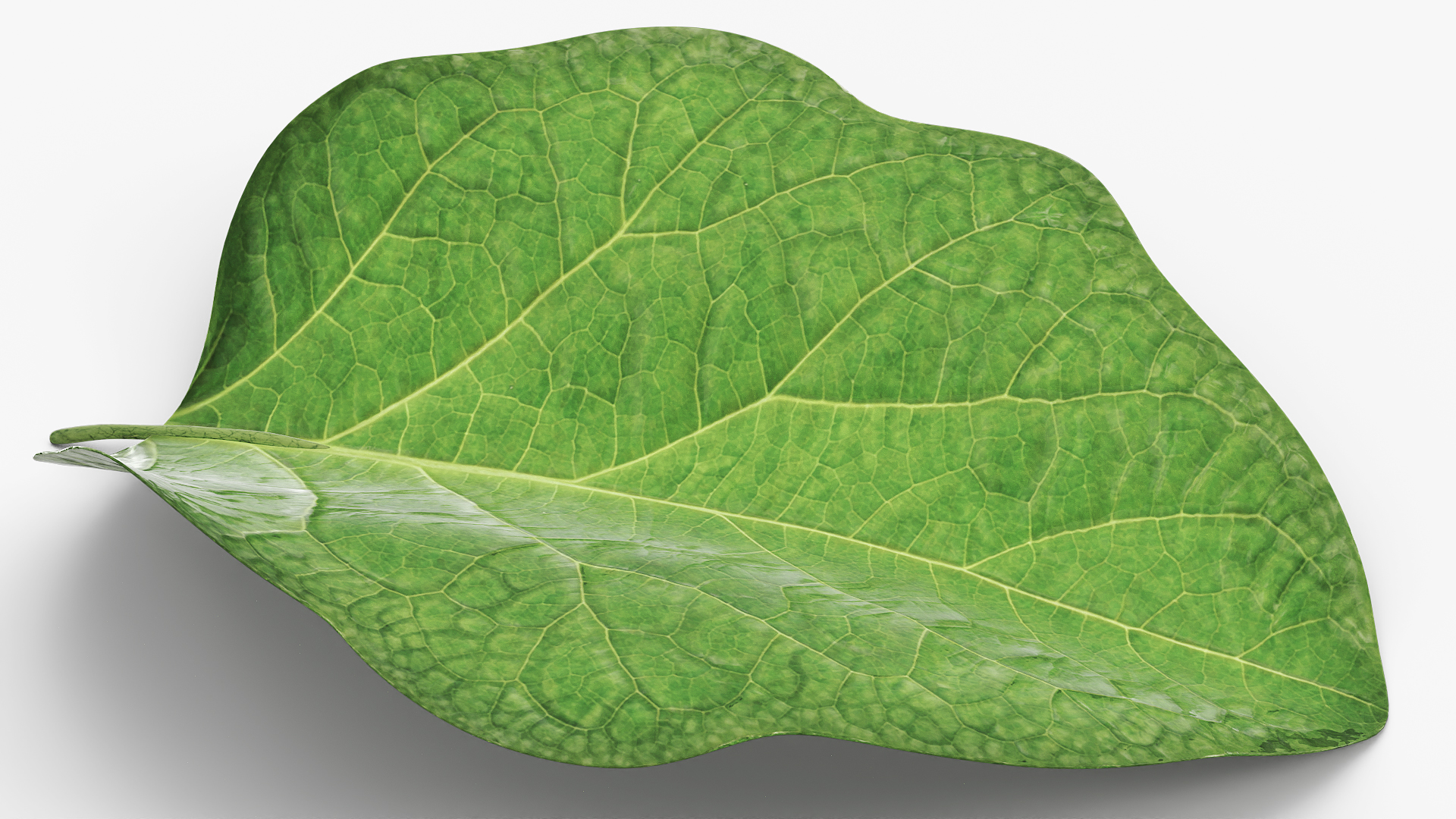 Eggplant Leaf with Organic Structure Green, view 3