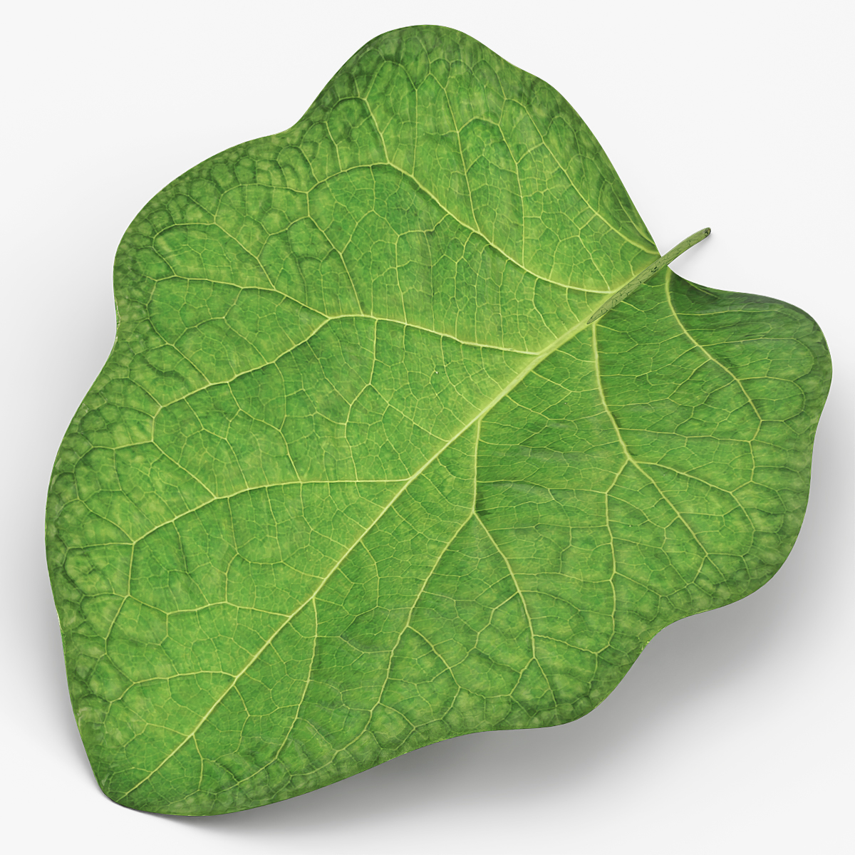 Eggplant Leaf with Organic Structure Green 3D model preview
