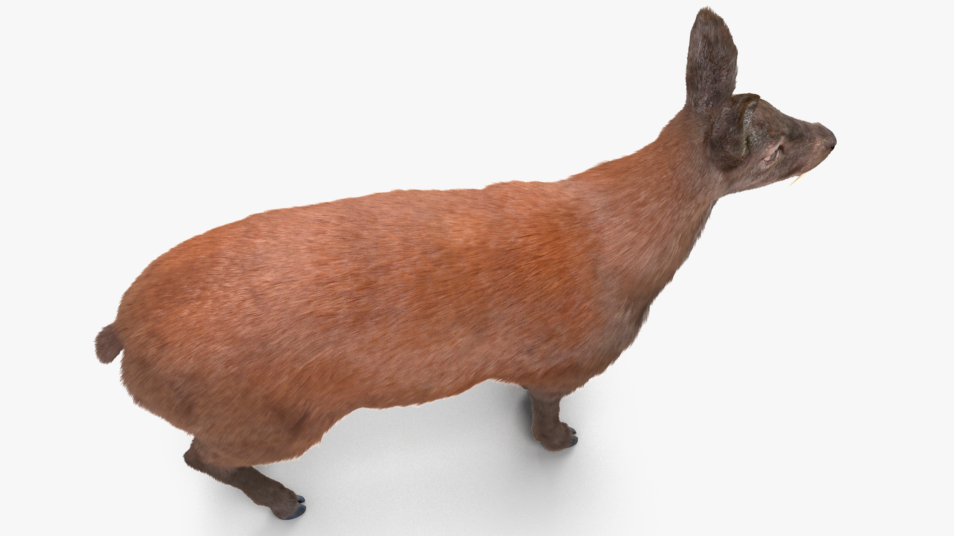 Siberian Musk Deer Fur 3D