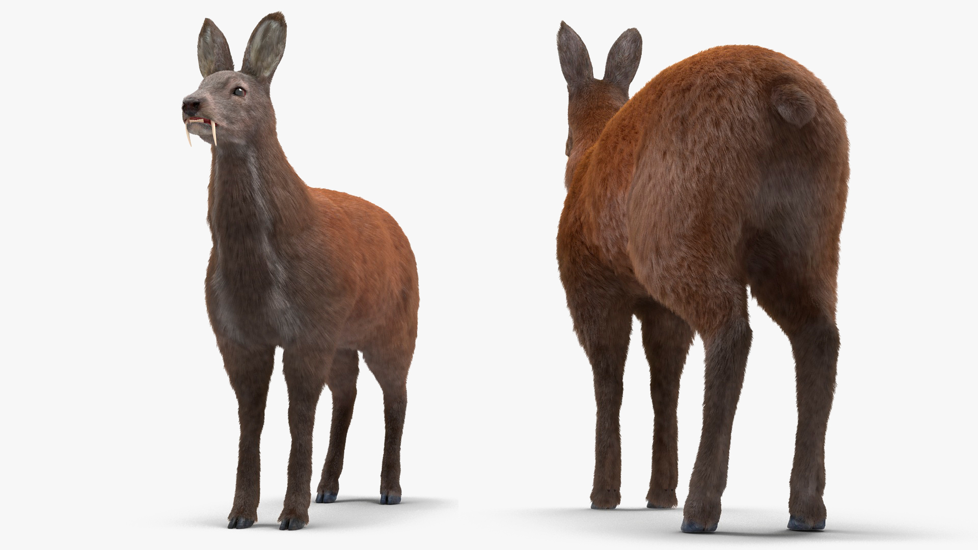 Siberian Musk Deer Fur 3D