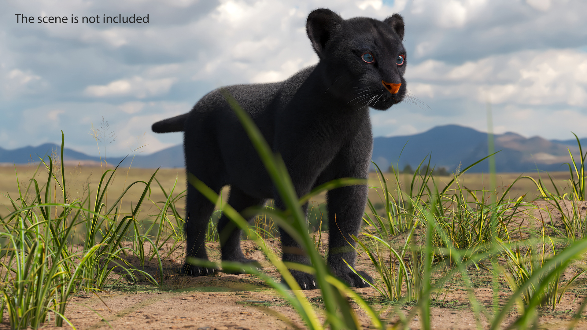 3D model Black Panther Cub Standing Pose with Fur