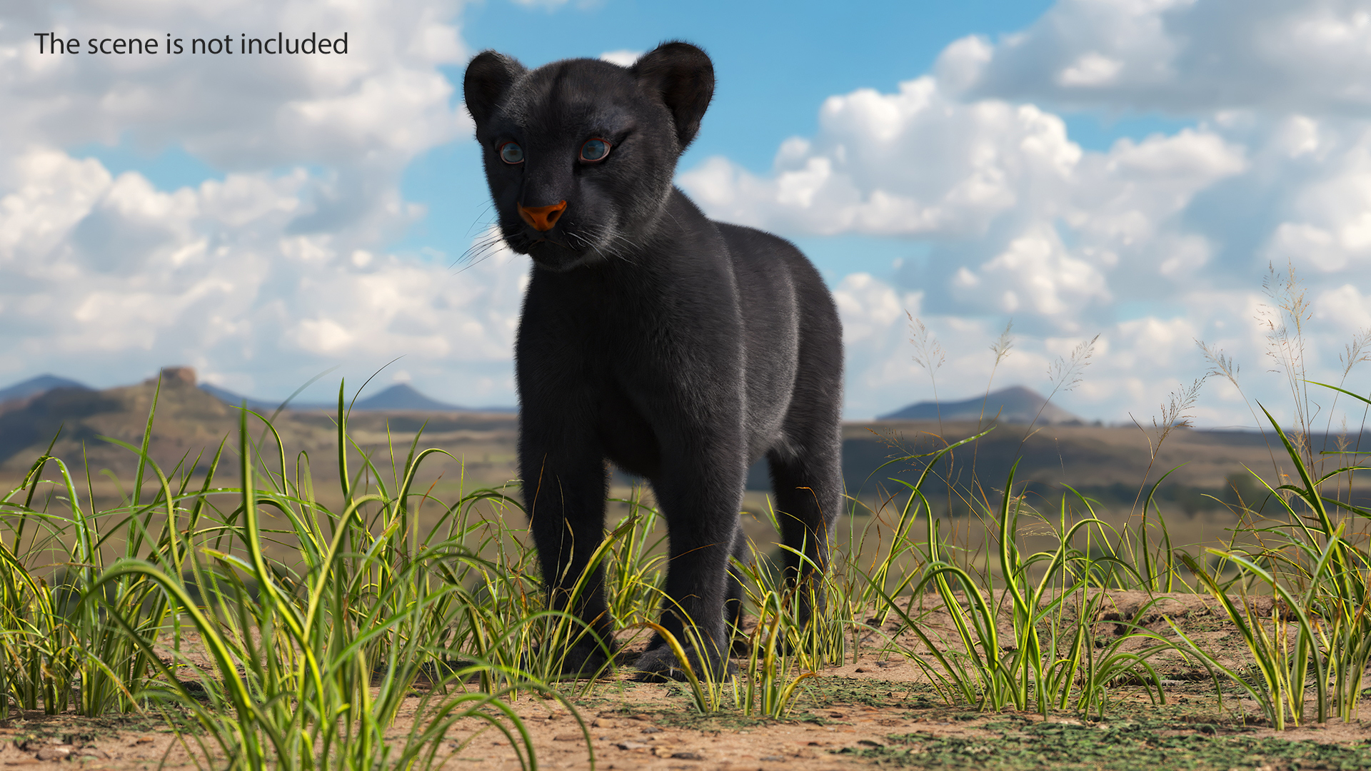 3D model Black Panther Cub Standing Pose with Fur