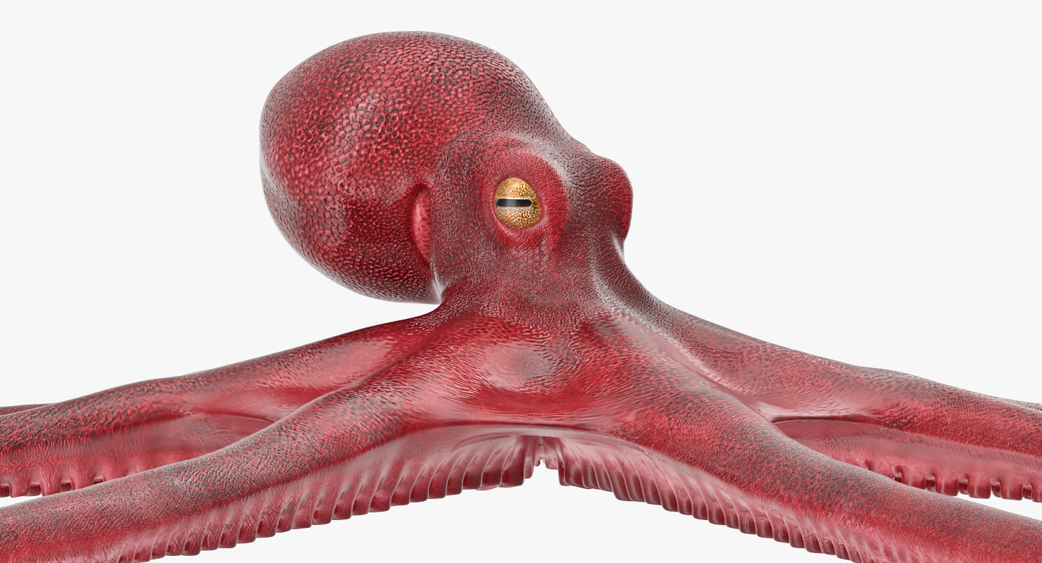3D Octopus Vulgaris