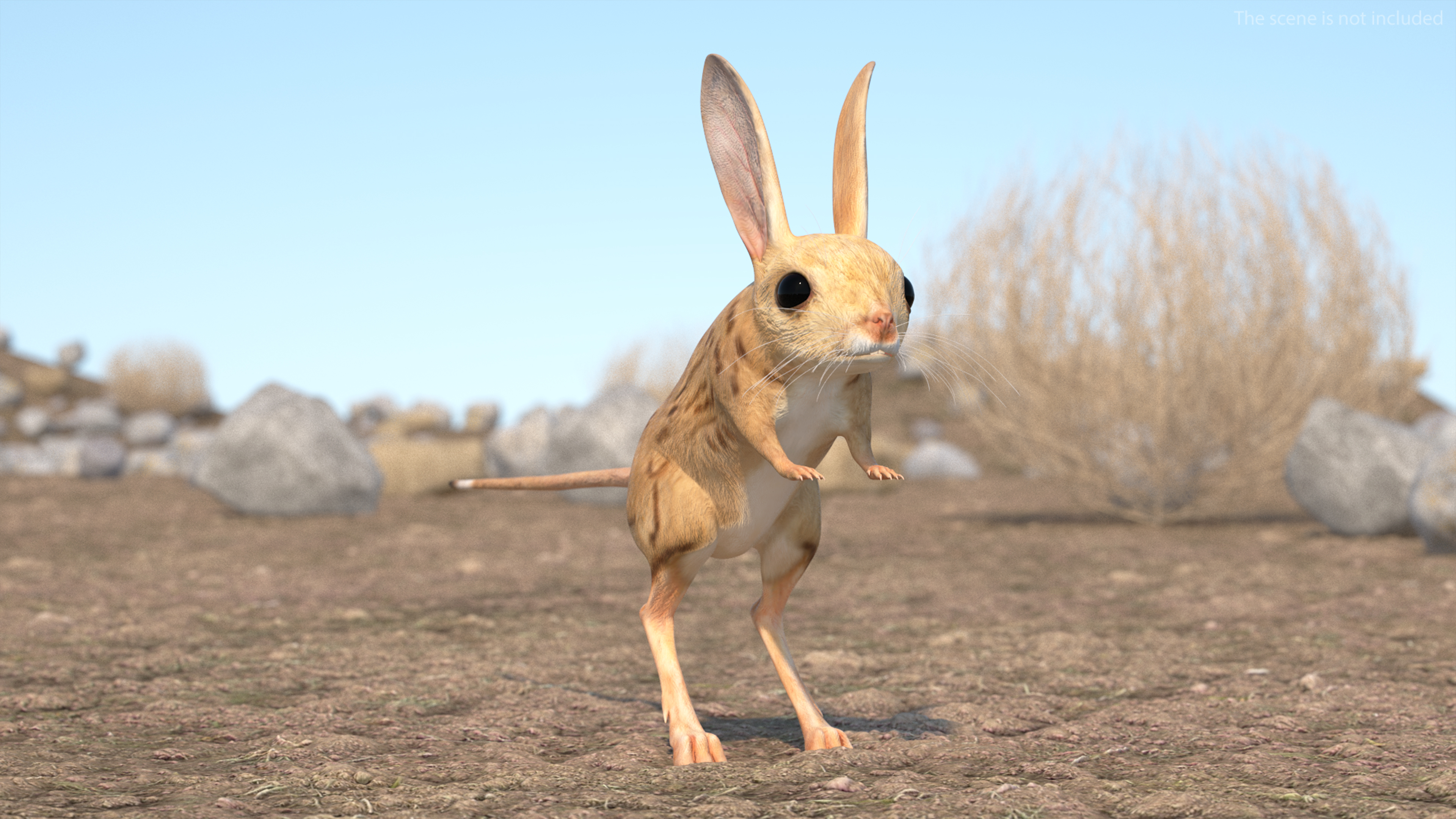 Allactaga Tetradactyla 3D