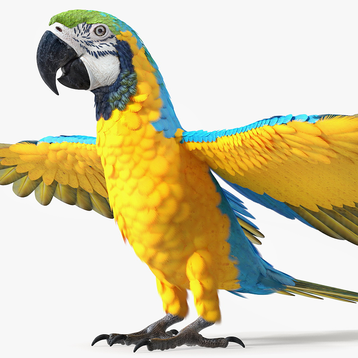 and Macaw Parrot Resting Pose - Blue + Yellow