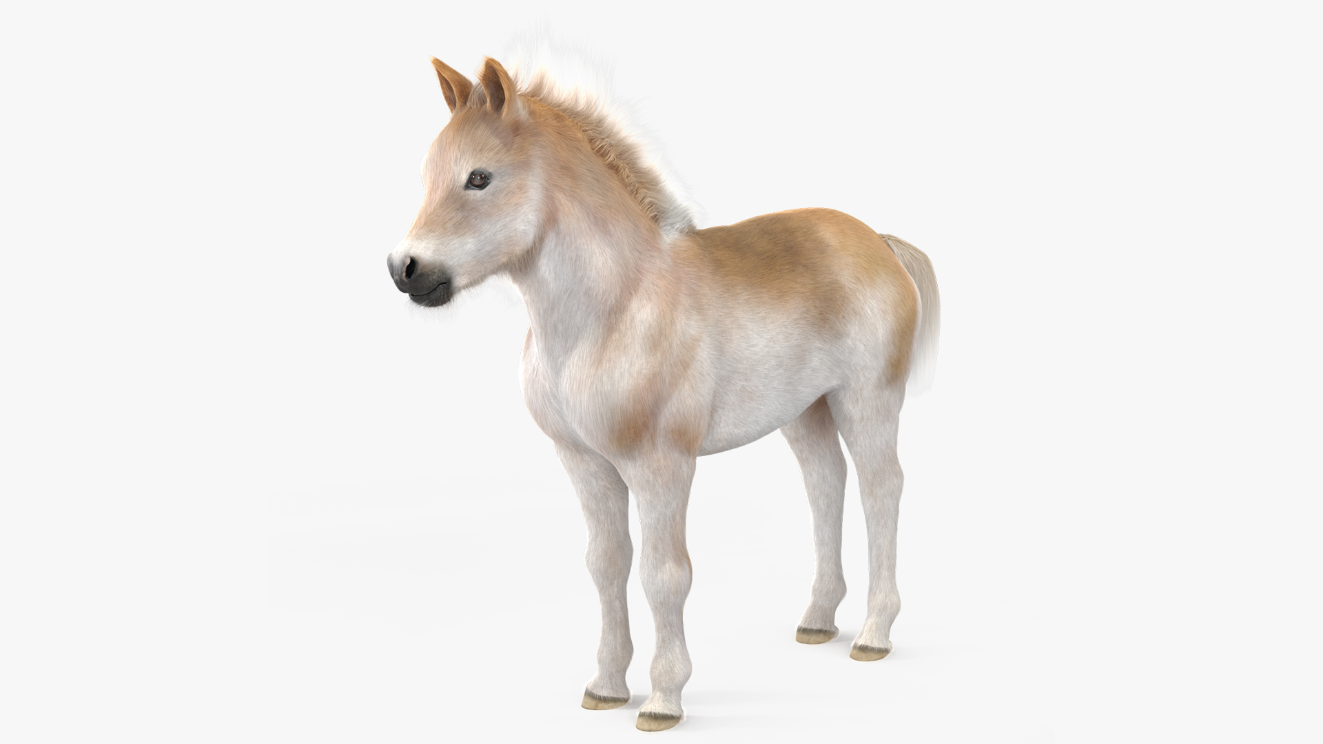 Realistic Shetland Pony Fur 3D