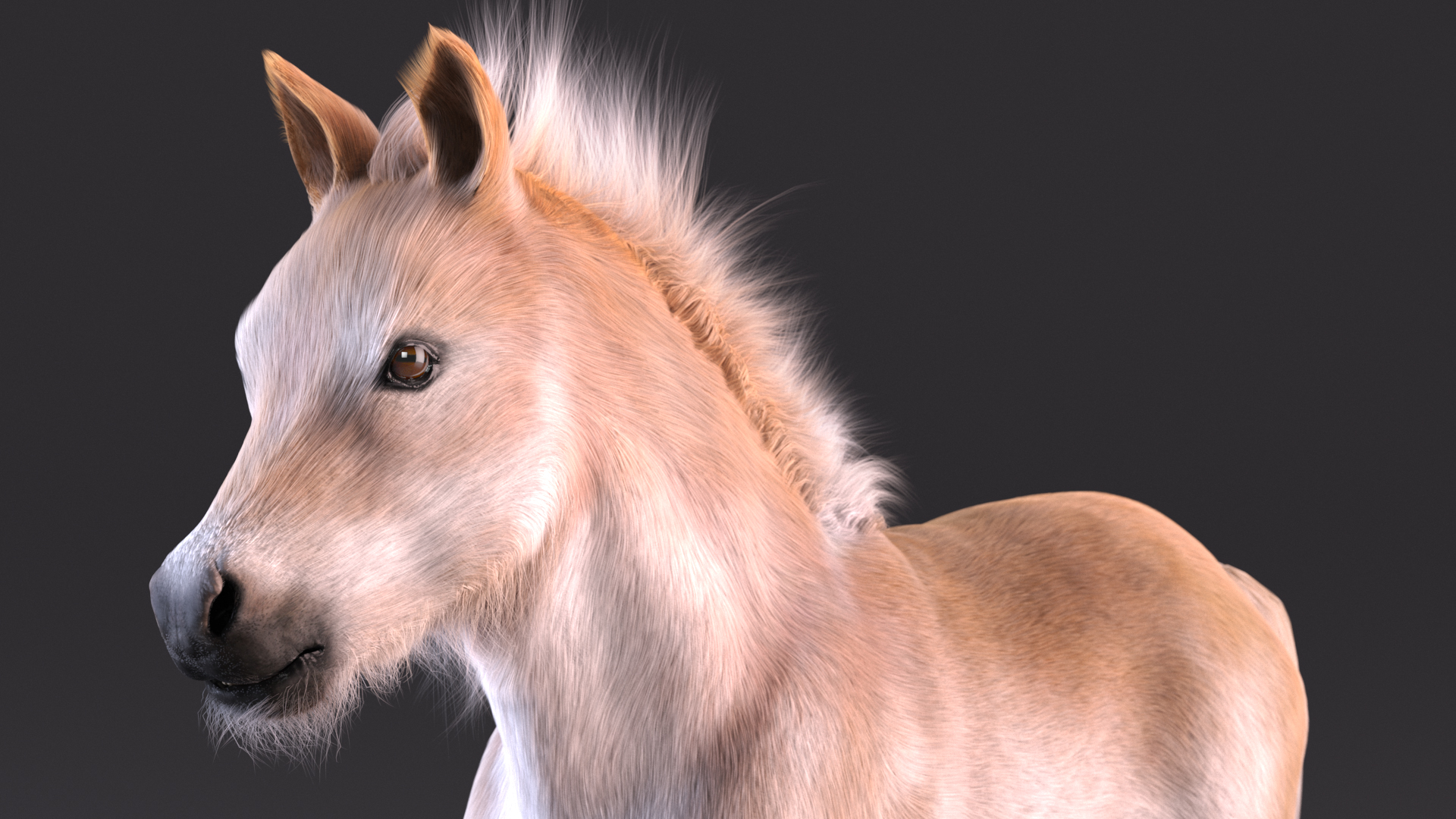 Realistic Shetland Pony Fur 3D