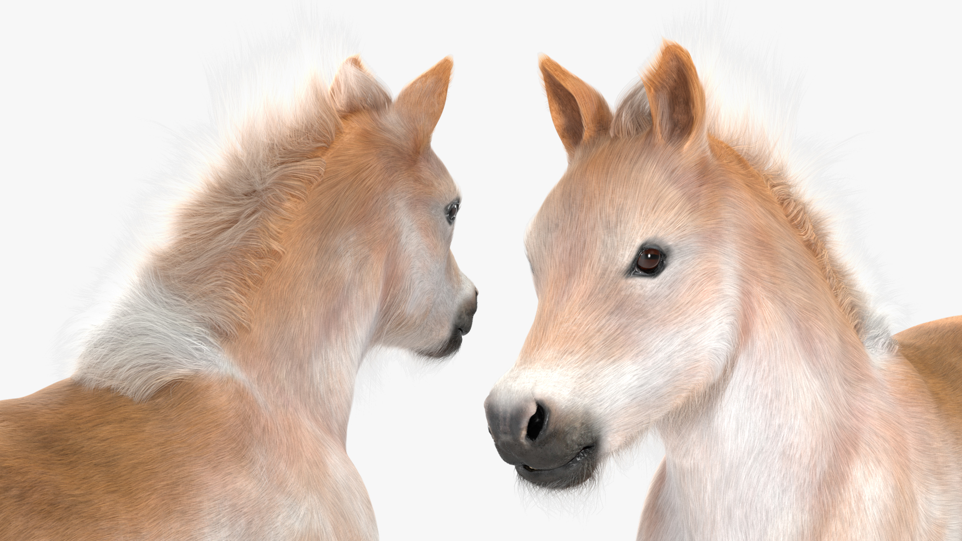 Realistic Shetland Pony Fur 3D