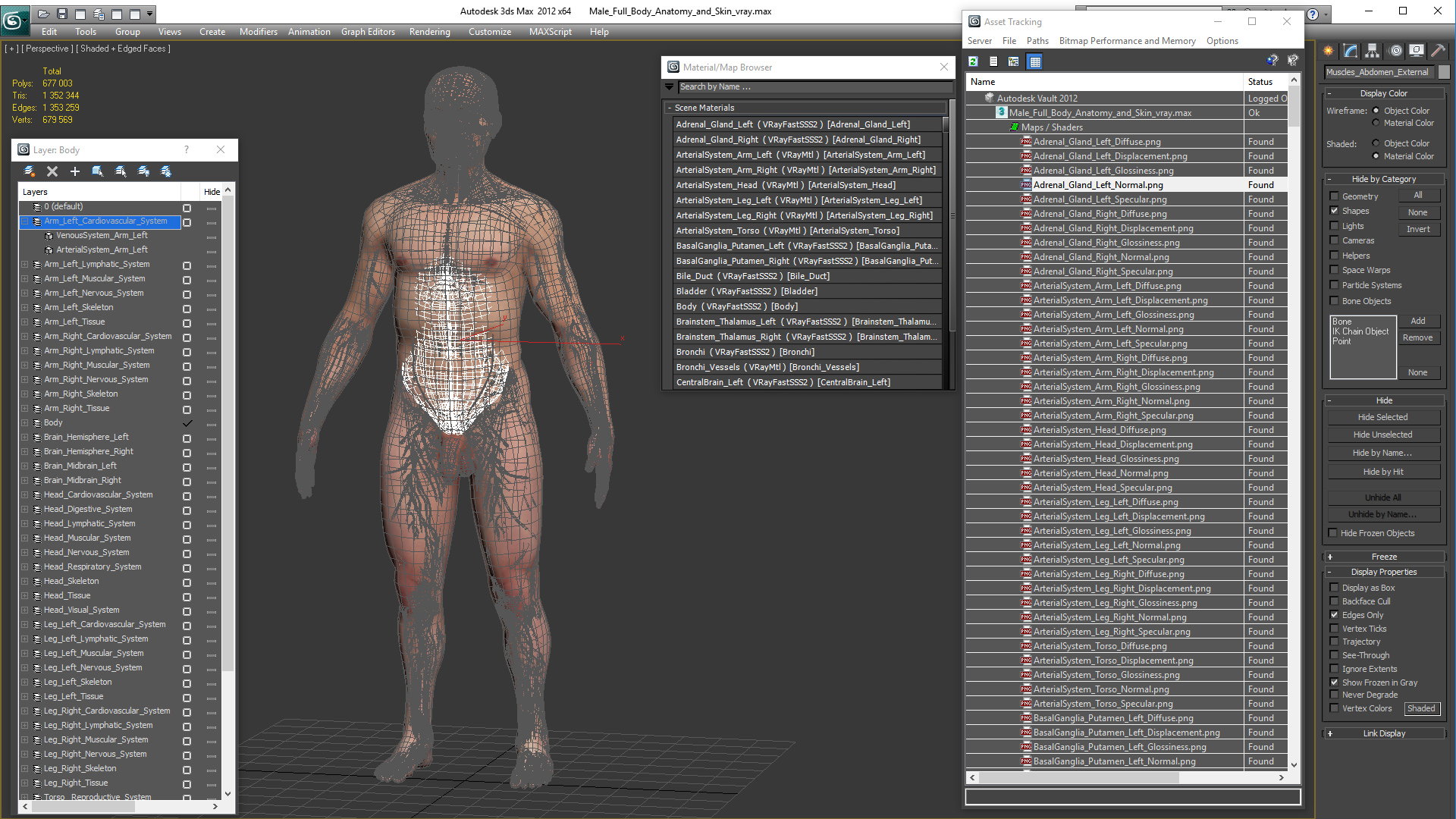 3D Male Full Body Anatomy and Skin