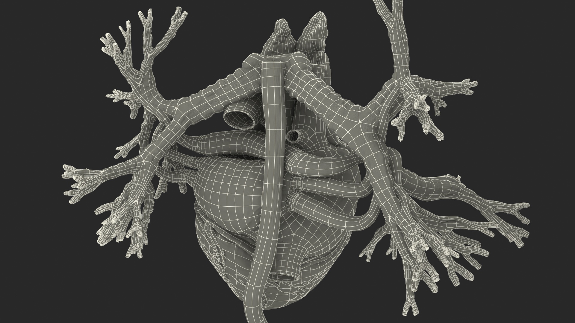 3D Male Full Body Anatomy and Skin