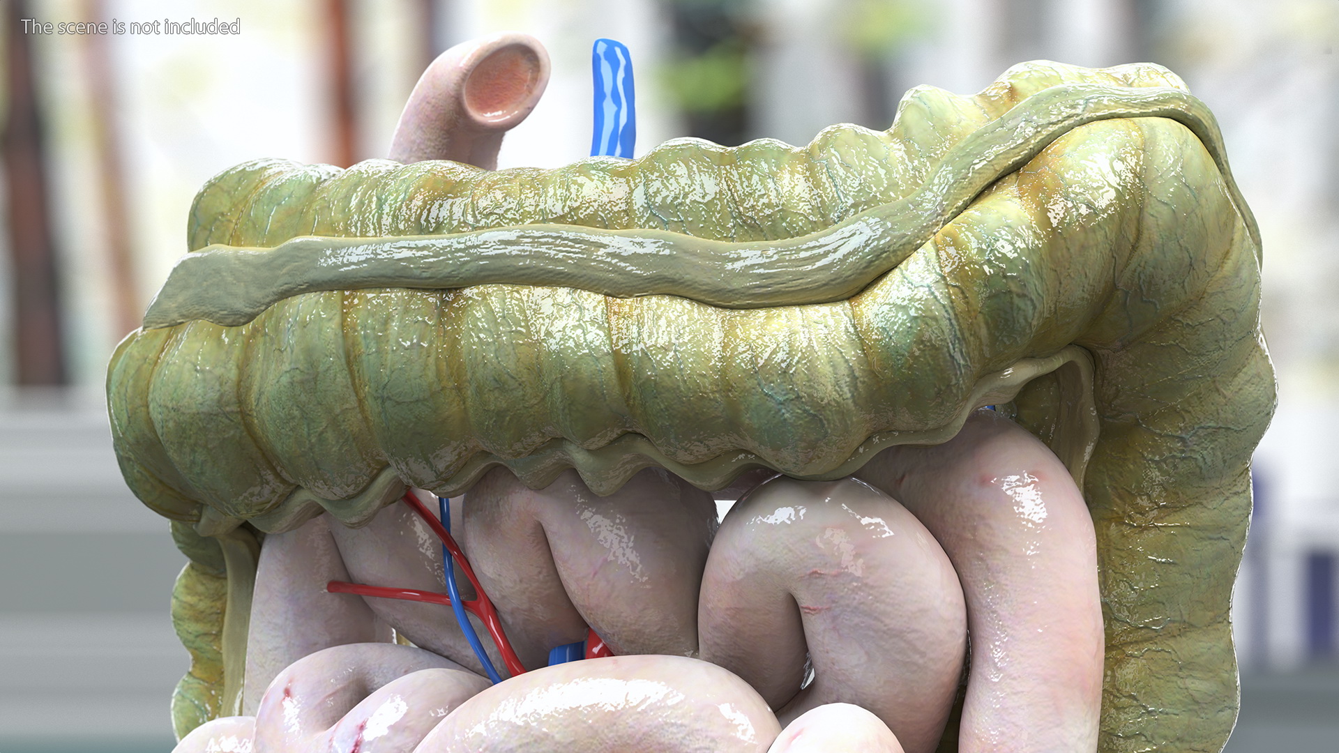3D Young Man Anatomy Intestines model
