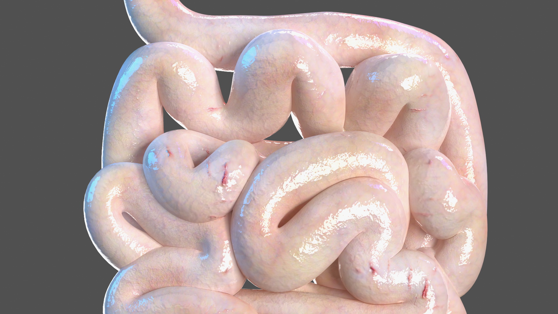 3D Young Man Anatomy Intestines model