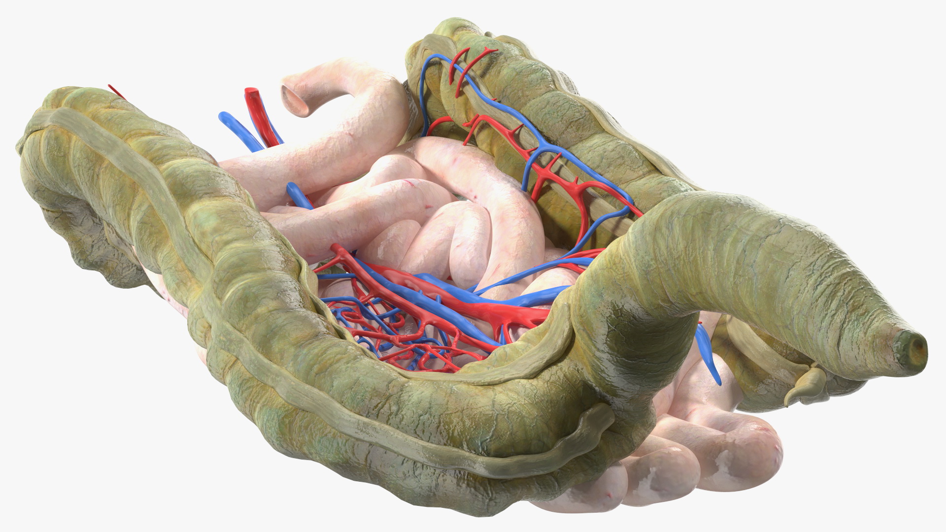 3D Young Man Anatomy Intestines model