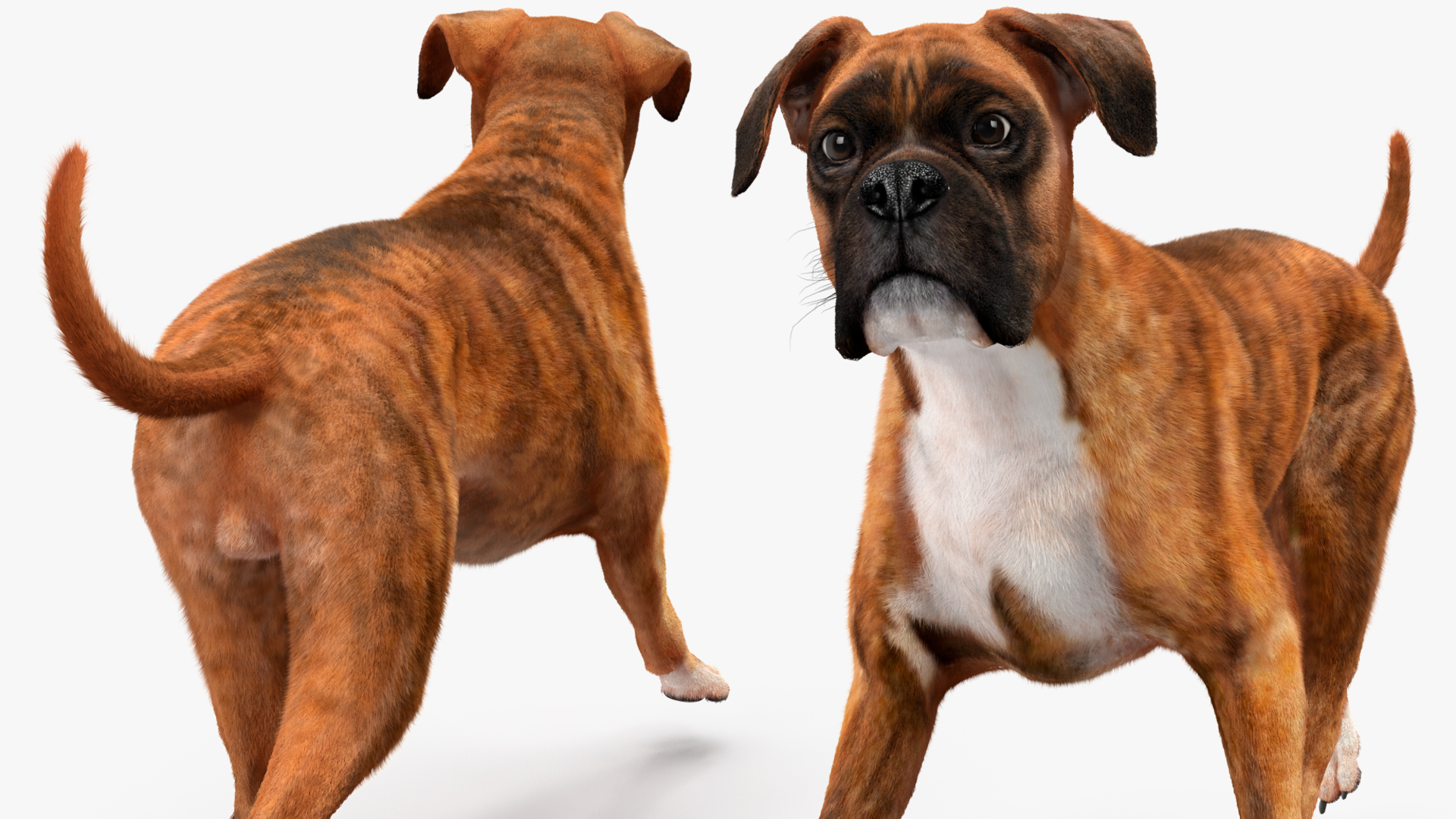 3D model Running Dog Boxer Tiger Colored Fur
