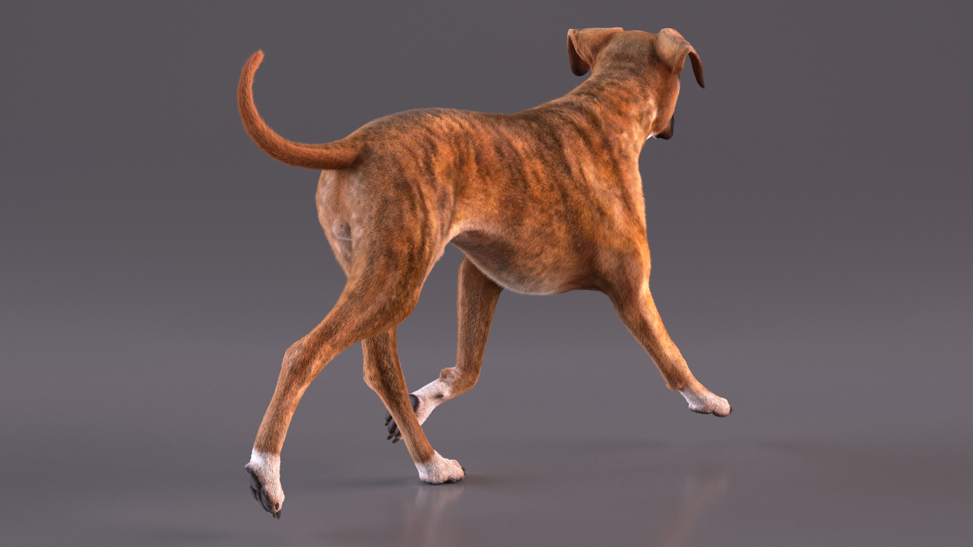 3D model Running Dog Boxer Tiger Colored Fur