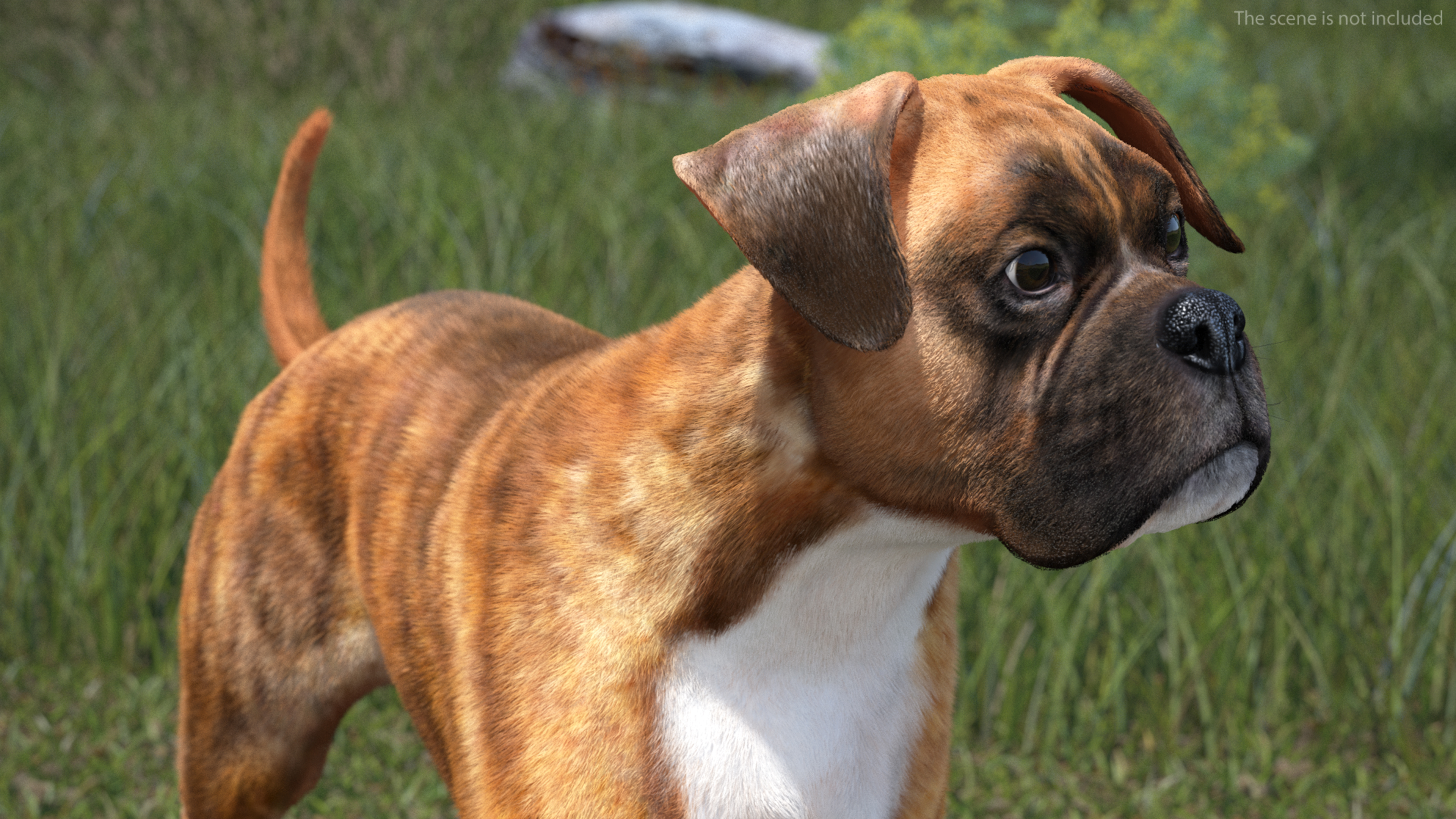 3D model Running Dog Boxer Tiger Colored Fur