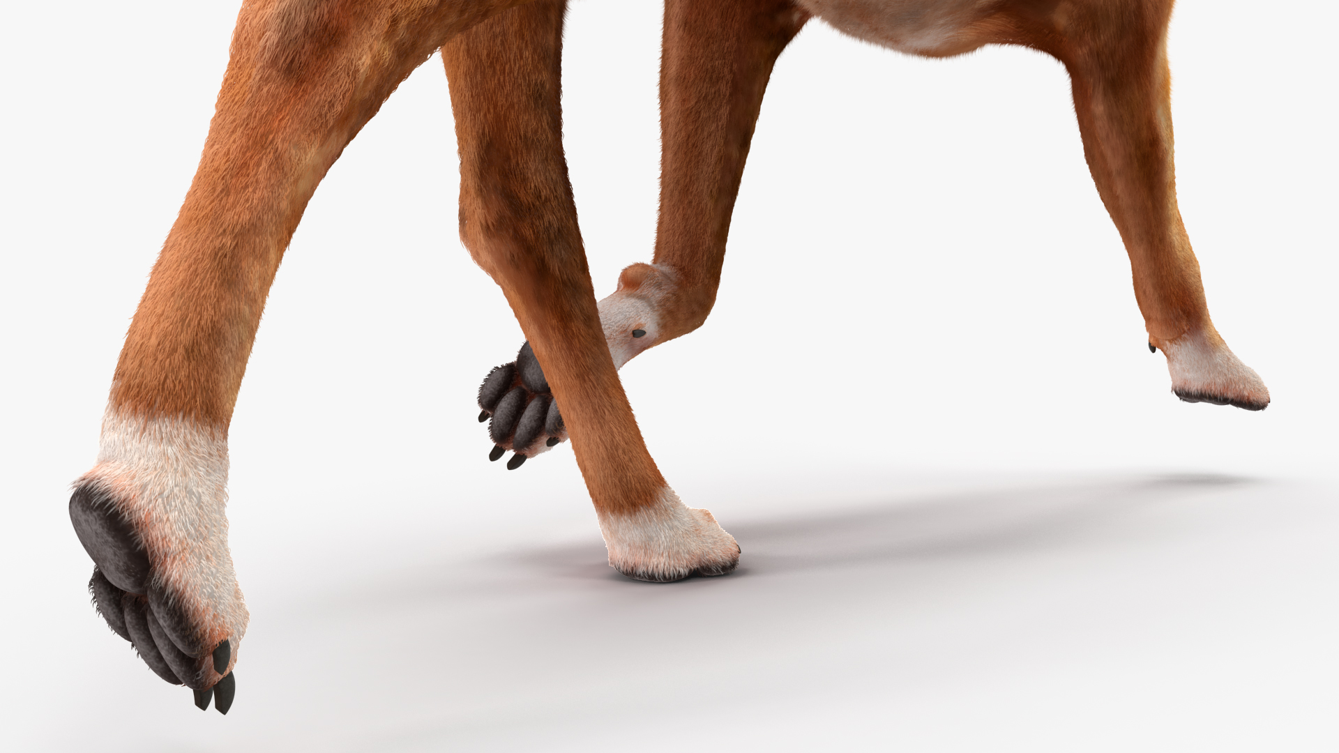 3D model Running Dog Boxer Tiger Colored Fur