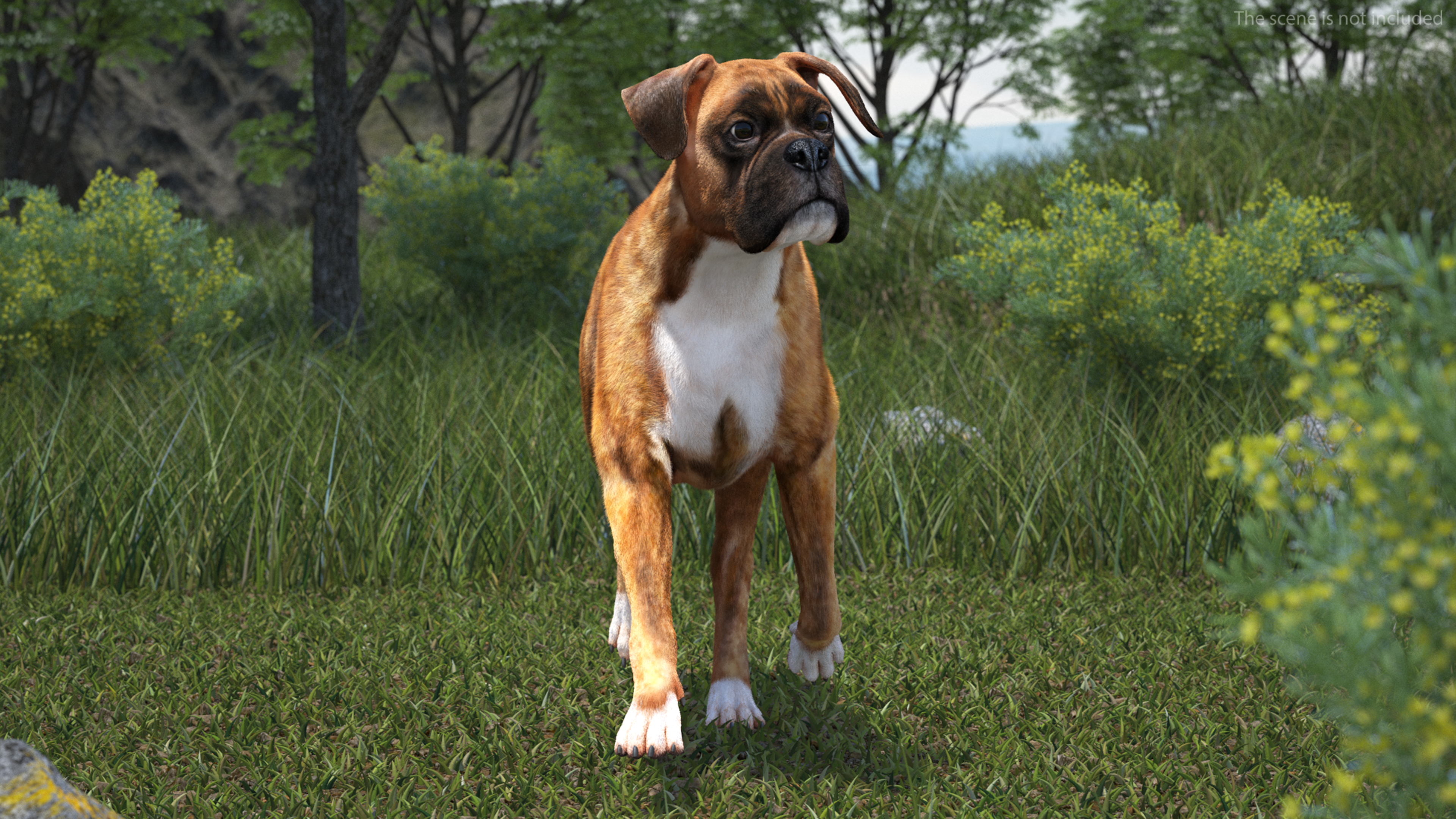 3D model Running Dog Boxer Tiger Colored Fur