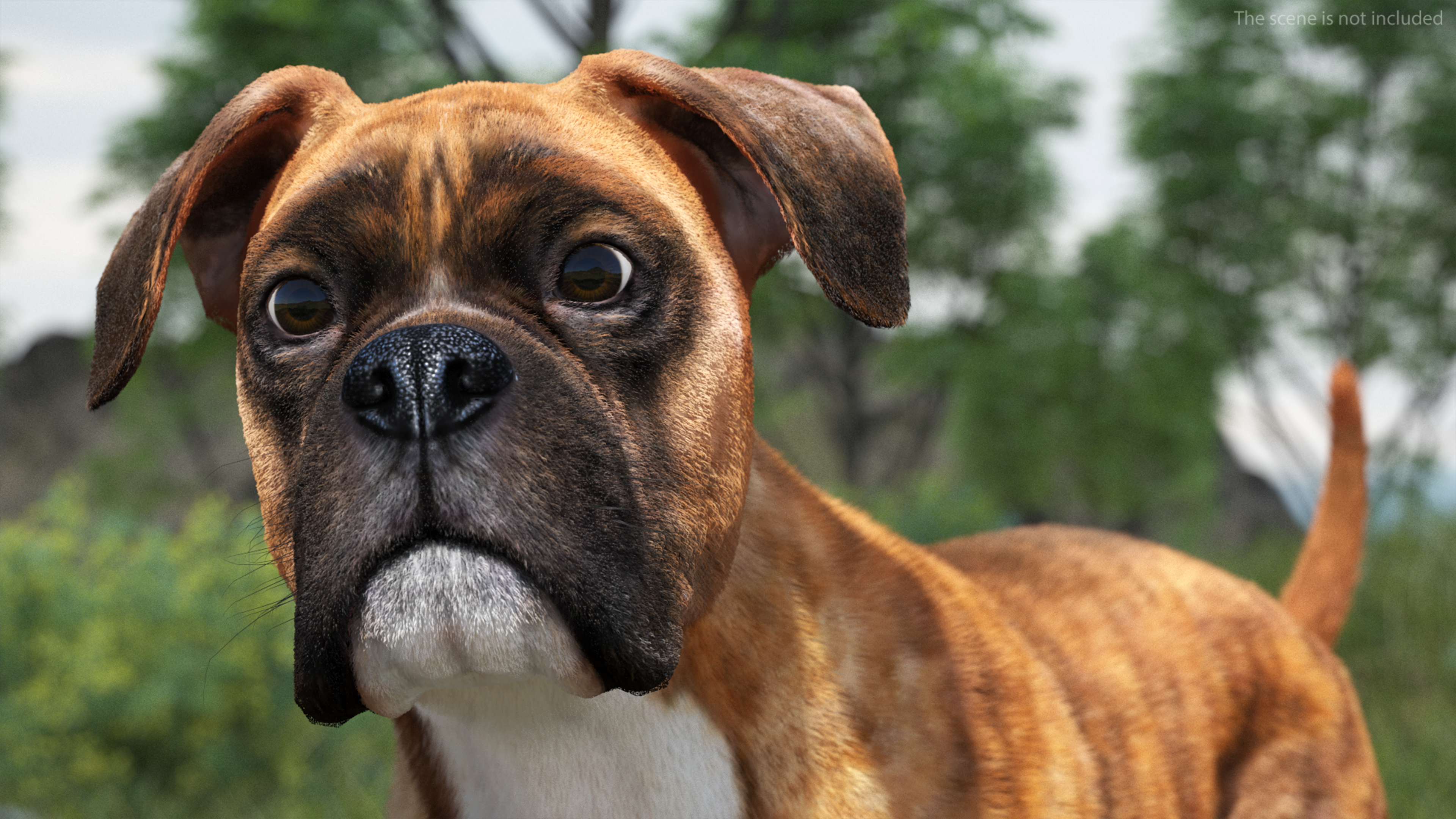 3D model Running Dog Boxer Tiger Colored Fur