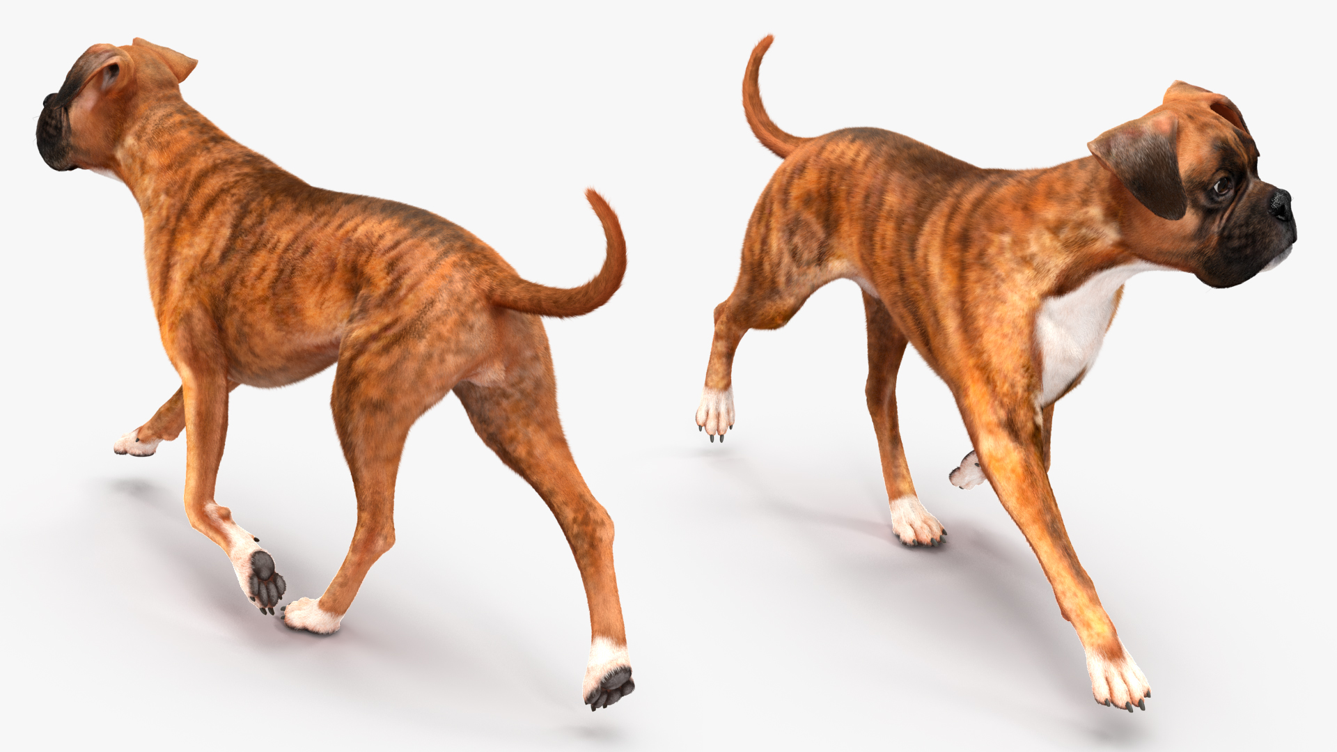 3D model Running Dog Boxer Tiger Colored Fur