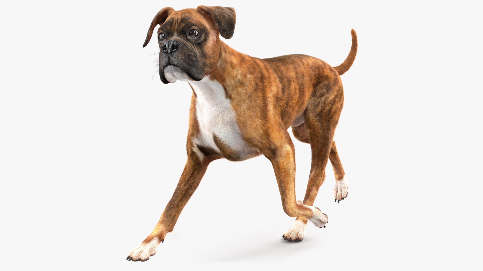 3D model Running Dog Boxer Tiger Colored Fur