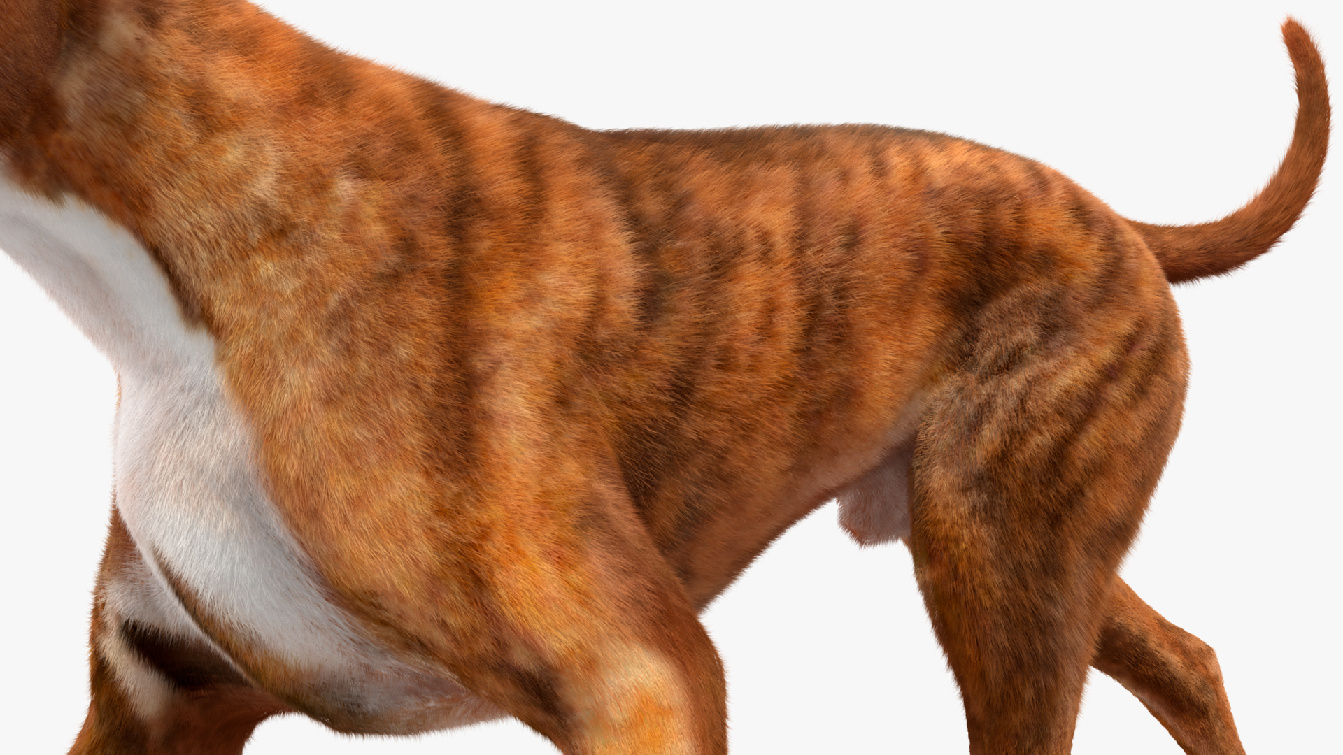 3D model Running Dog Boxer Tiger Colored Fur