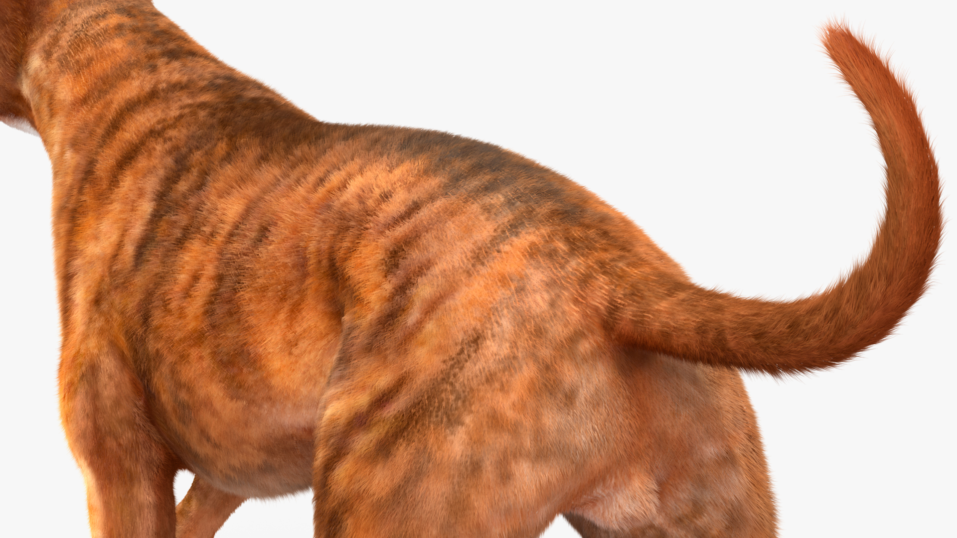3D model Running Dog Boxer Tiger Colored Fur