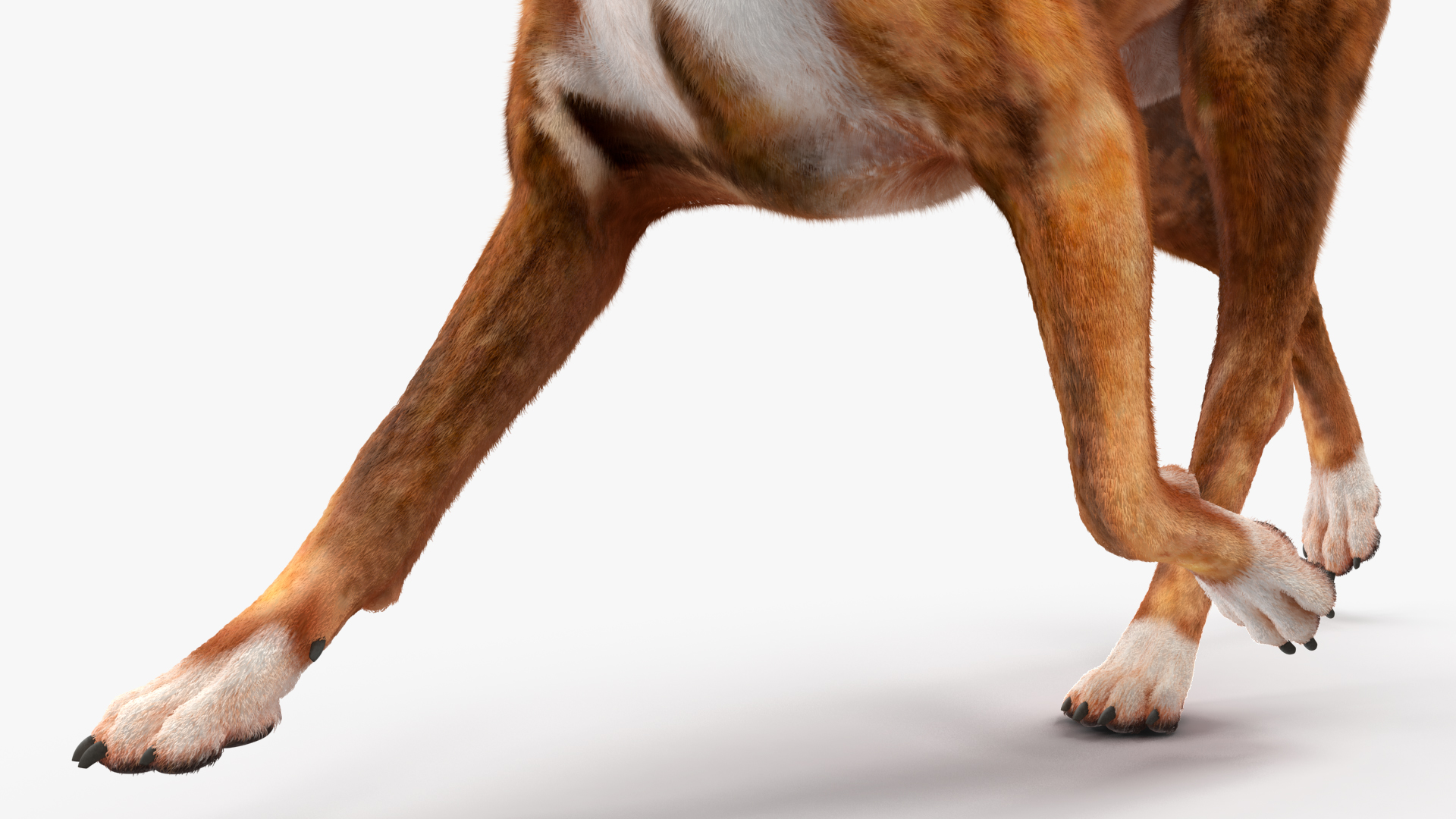 3D model Running Dog Boxer Tiger Colored Fur