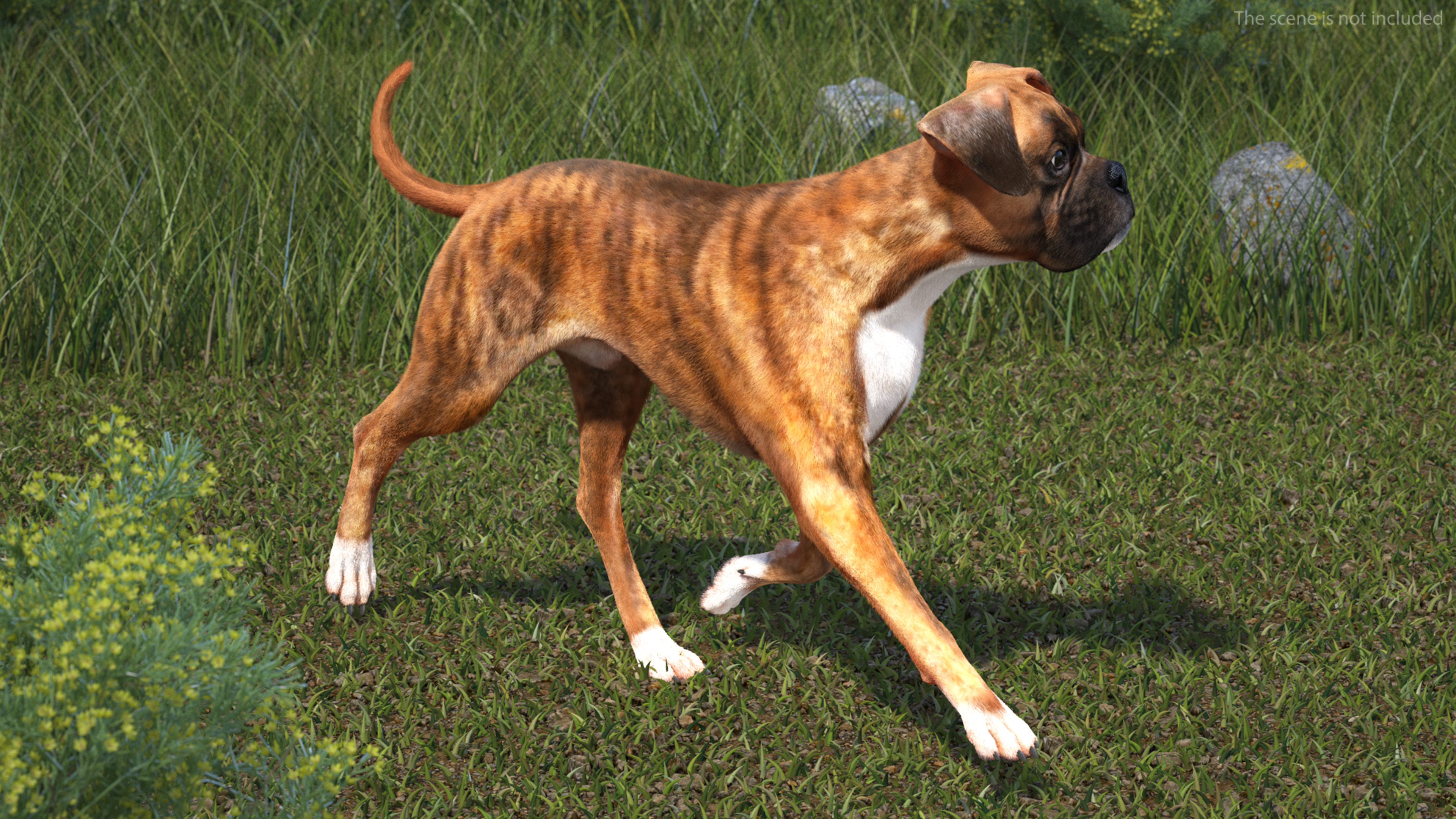 3D model Running Dog Boxer Tiger Colored Fur
