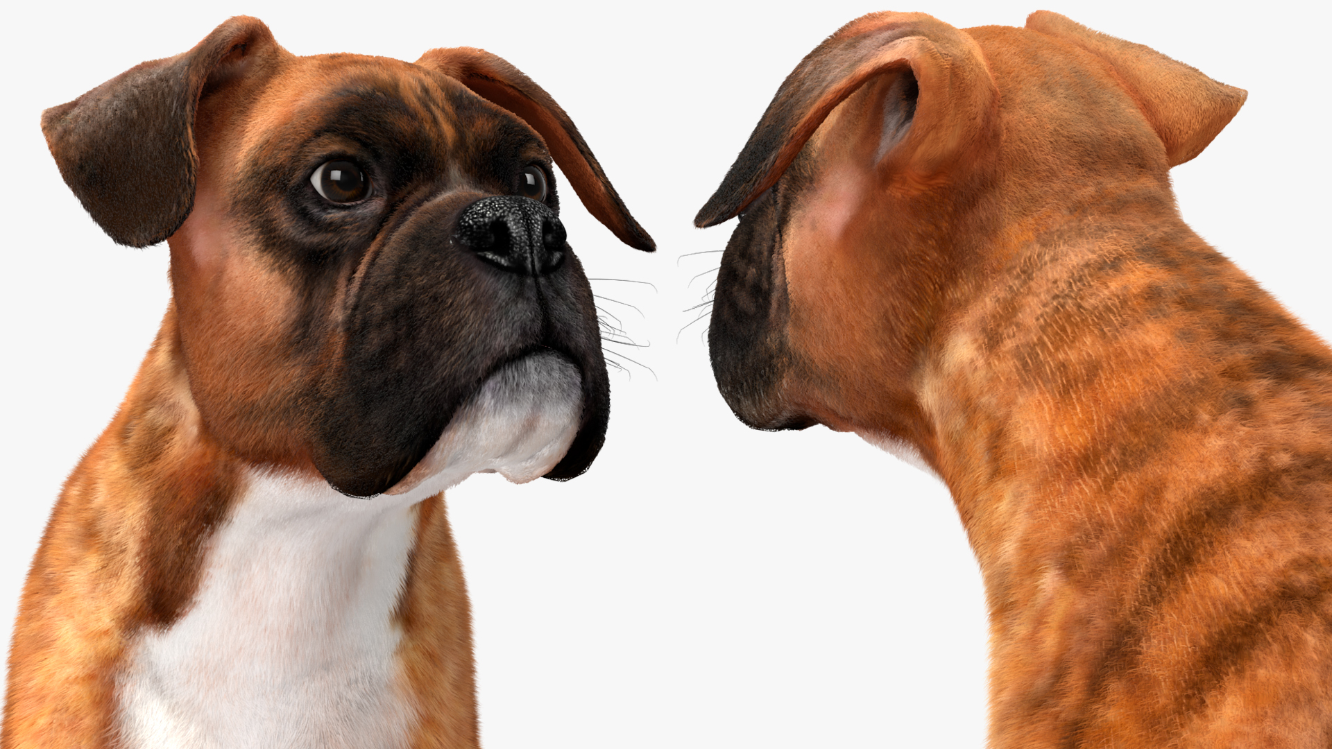 3D model Running Dog Boxer Tiger Colored Fur