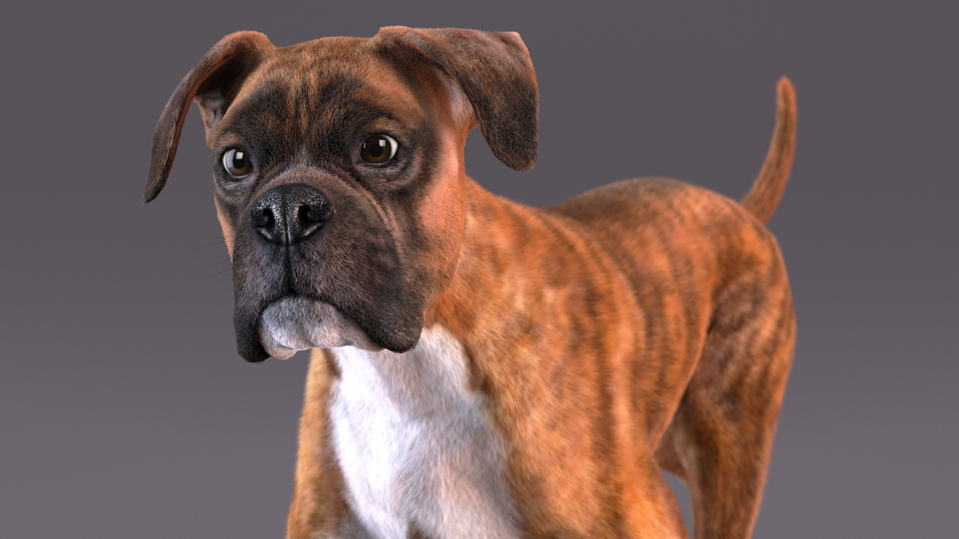 3D model Running Dog Boxer Tiger Colored Fur
