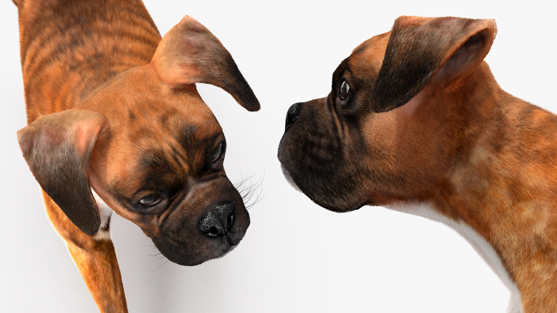 3D model Running Dog Boxer Tiger Colored Fur