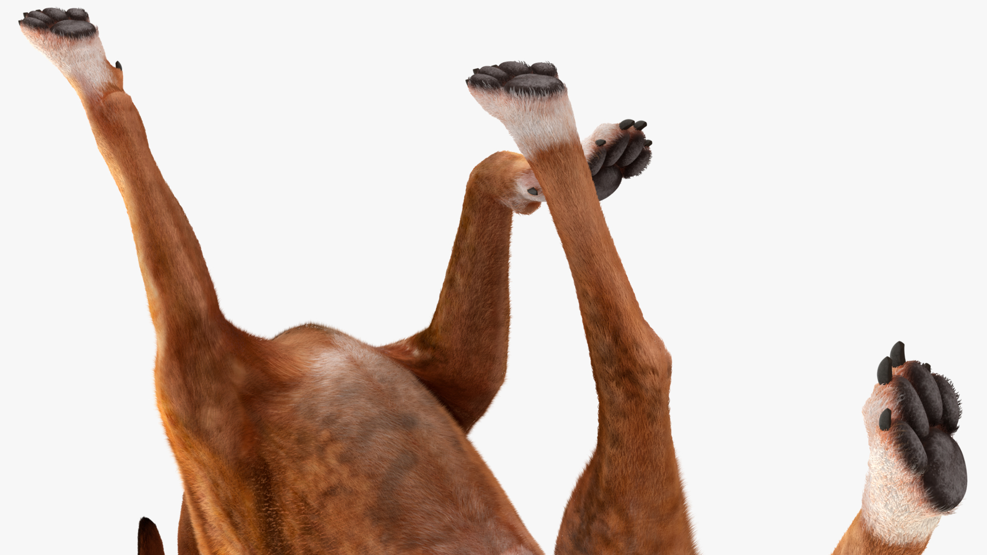 3D model Running Dog Boxer Tiger Colored Fur