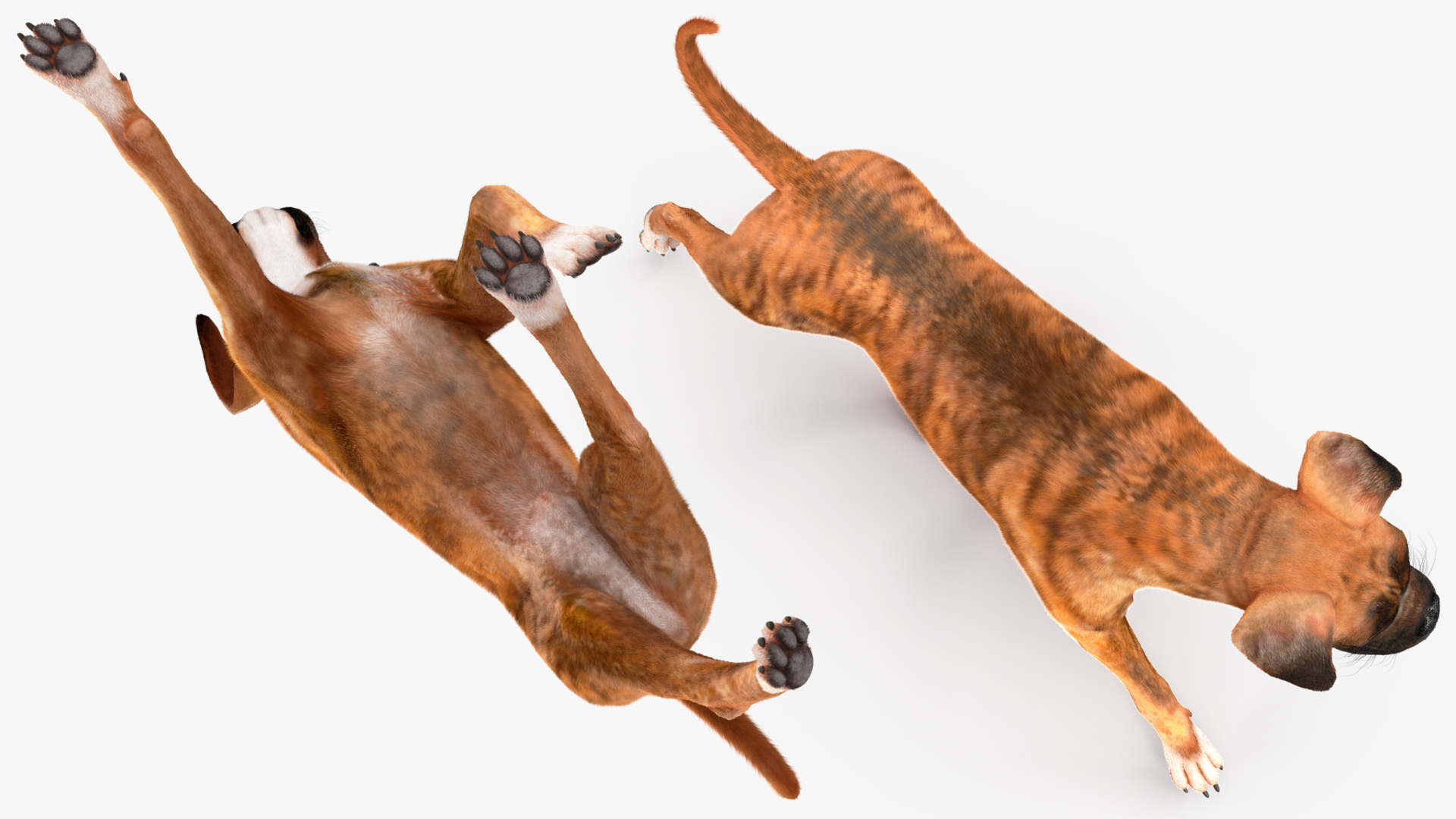 3D model Running Dog Boxer Tiger Colored Fur