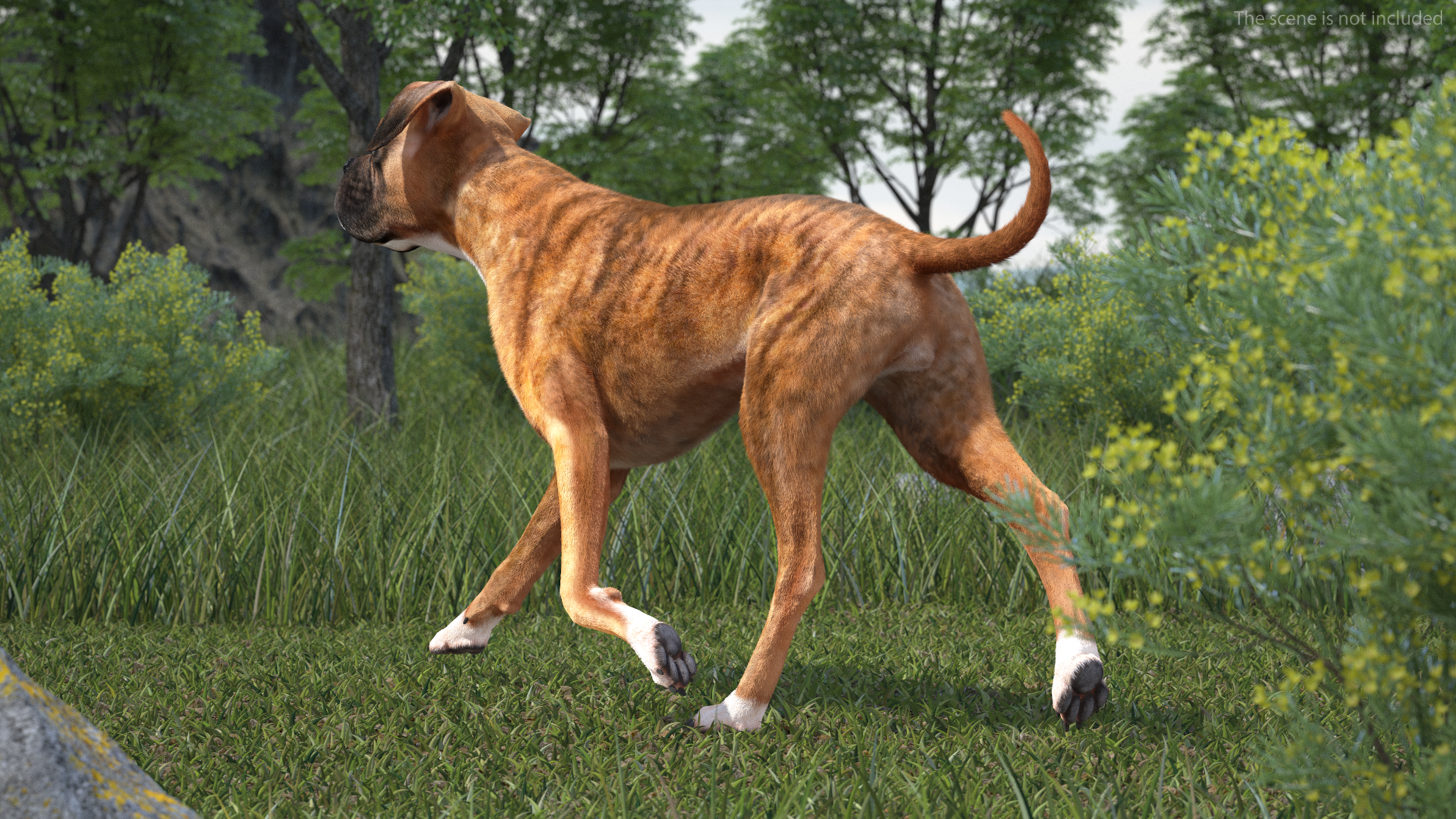 3D model Running Dog Boxer Tiger Colored Fur