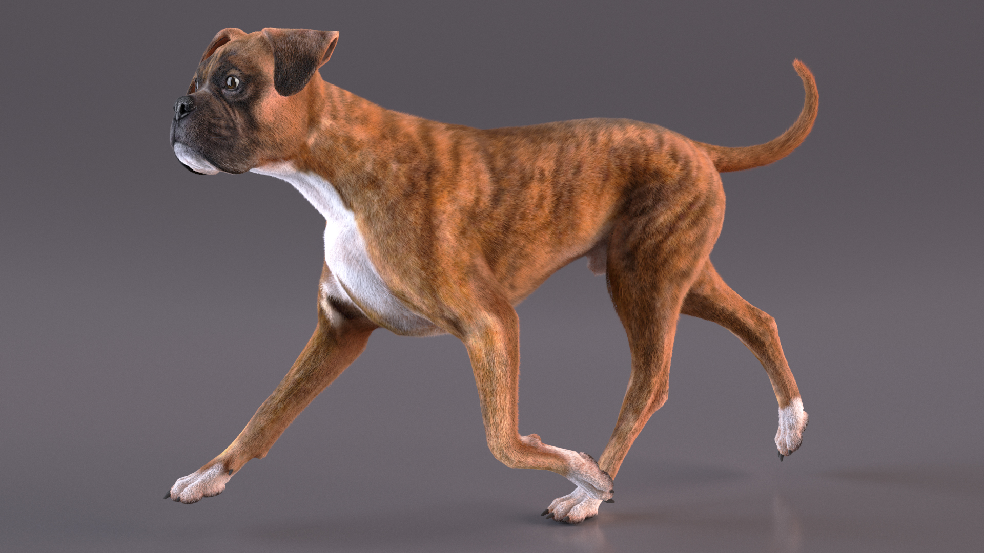 3D model Running Dog Boxer Tiger Colored Fur