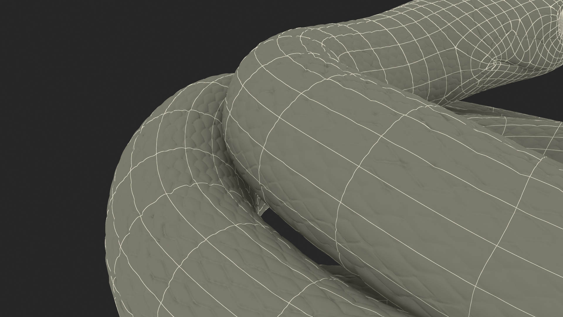 3D model Ringed Snake Brown Coiled