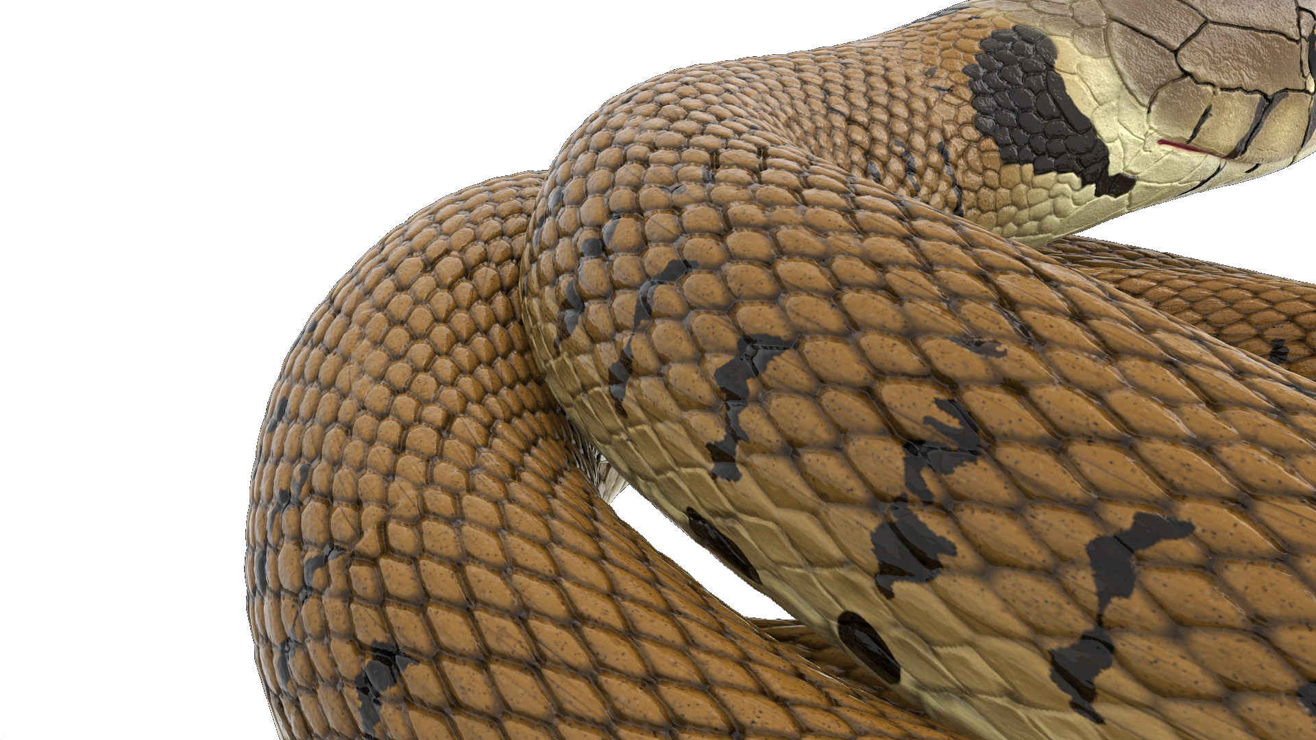3D model Ringed Snake Brown Coiled
