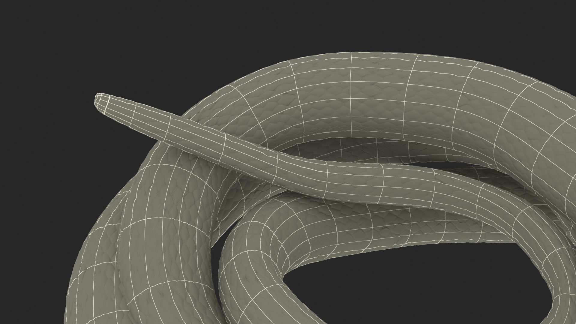 3D model Ringed Snake Brown Coiled