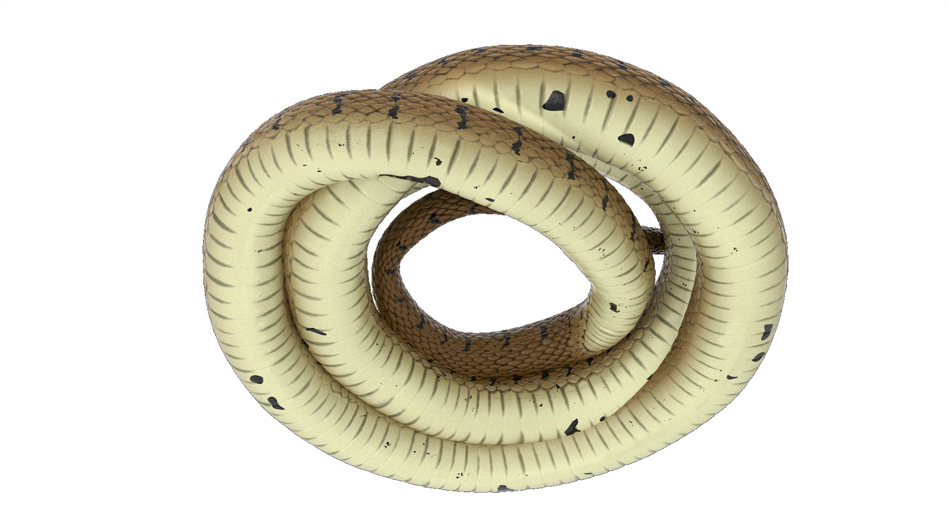 3D model Ringed Snake Brown Coiled