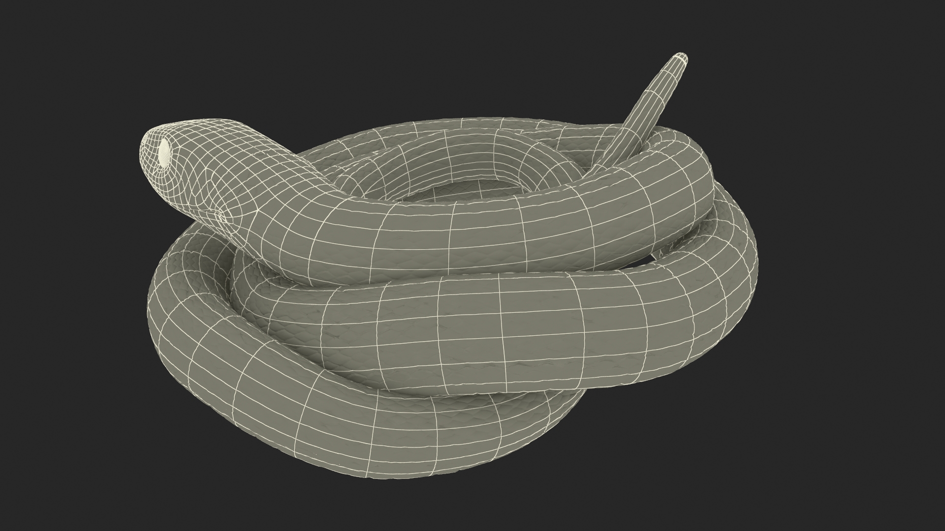 3D model Ringed Snake Brown Coiled