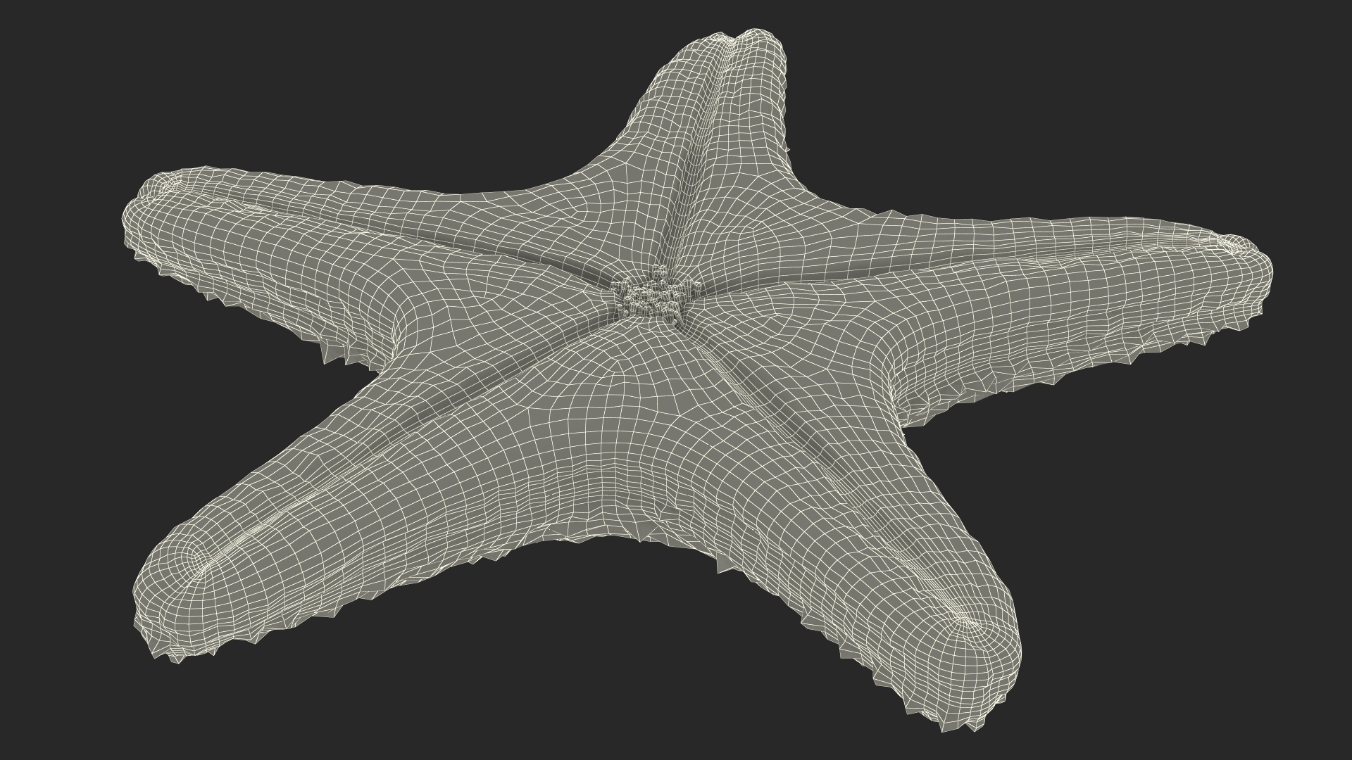 Sea Star Marine Invertebrate Red 3D