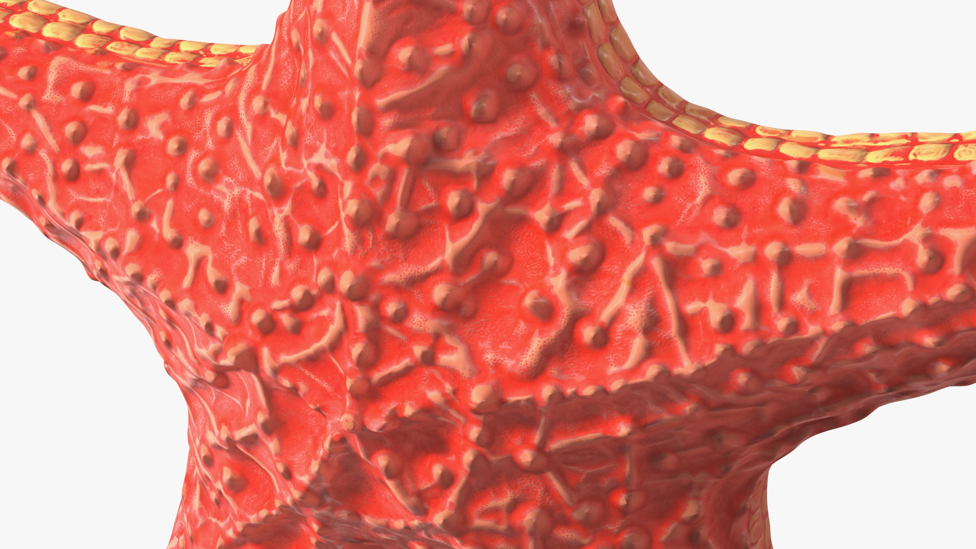 Sea Star Marine Invertebrate Red 3D