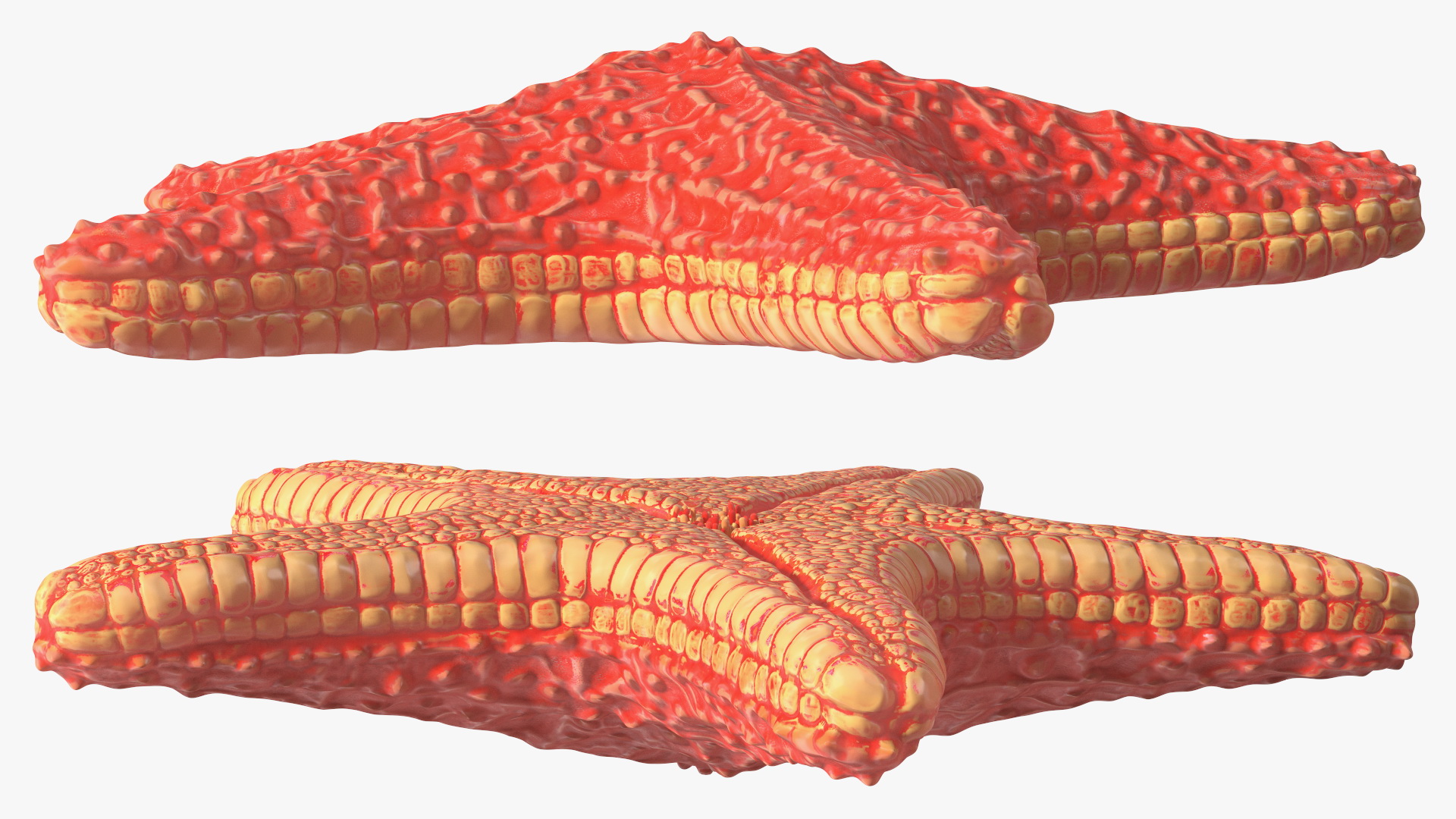 Sea Star Marine Invertebrate Red 3D