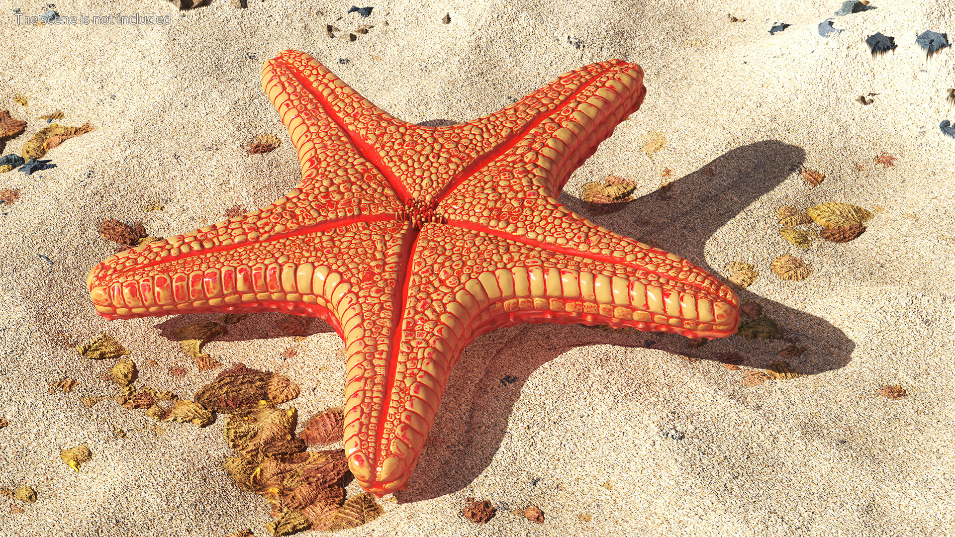 Sea Star Marine Invertebrate Red 3D