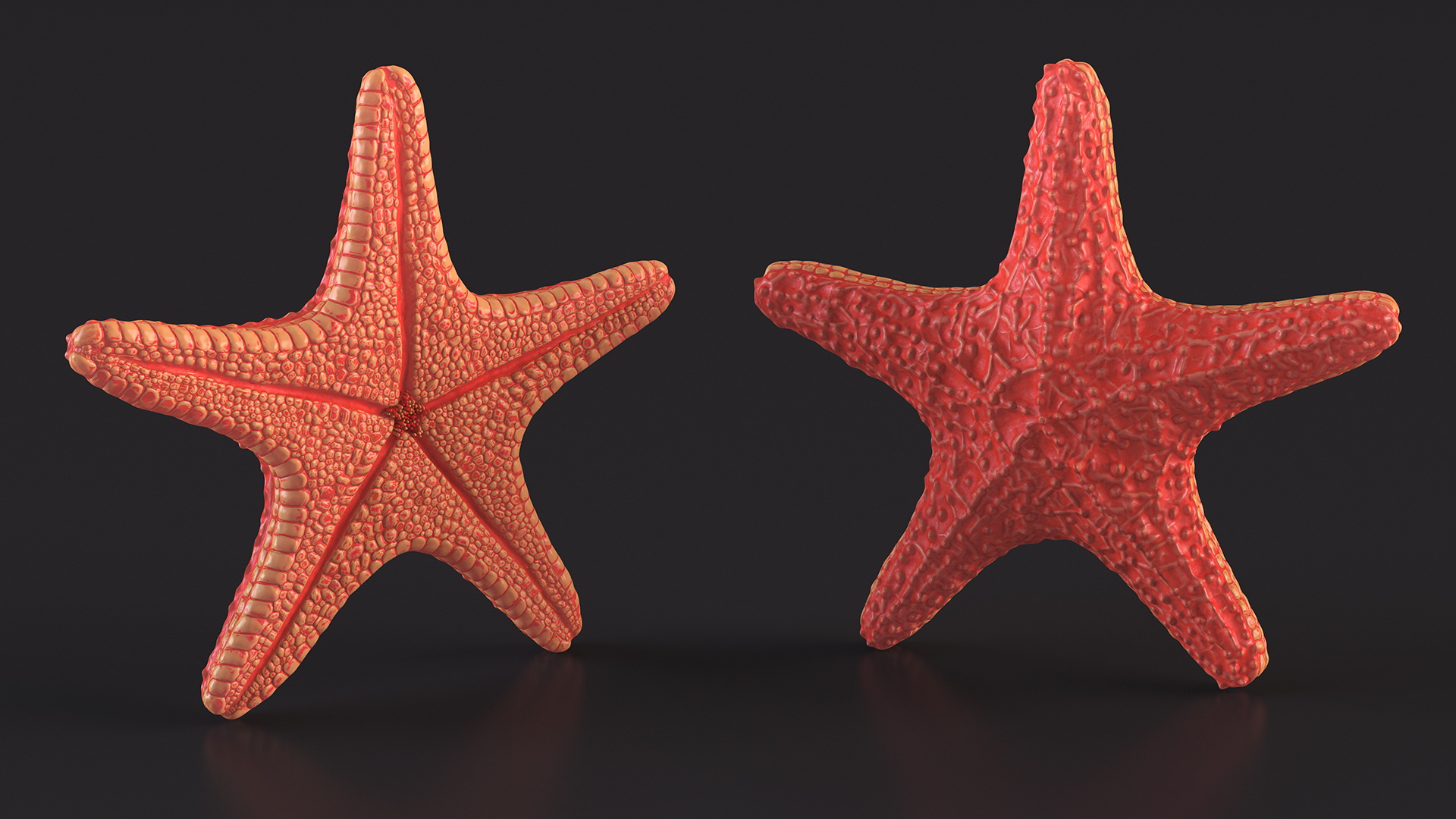 Sea Star Marine Invertebrate Red 3D