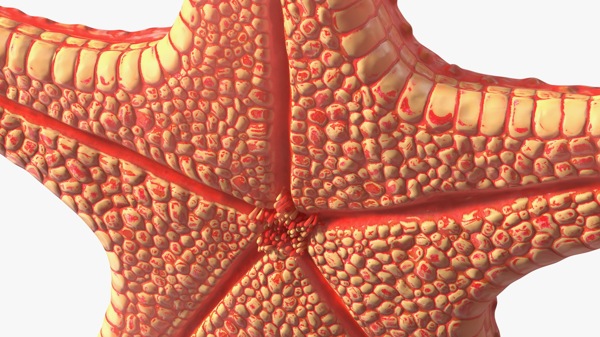 Sea Star Marine Invertebrate Red 3D