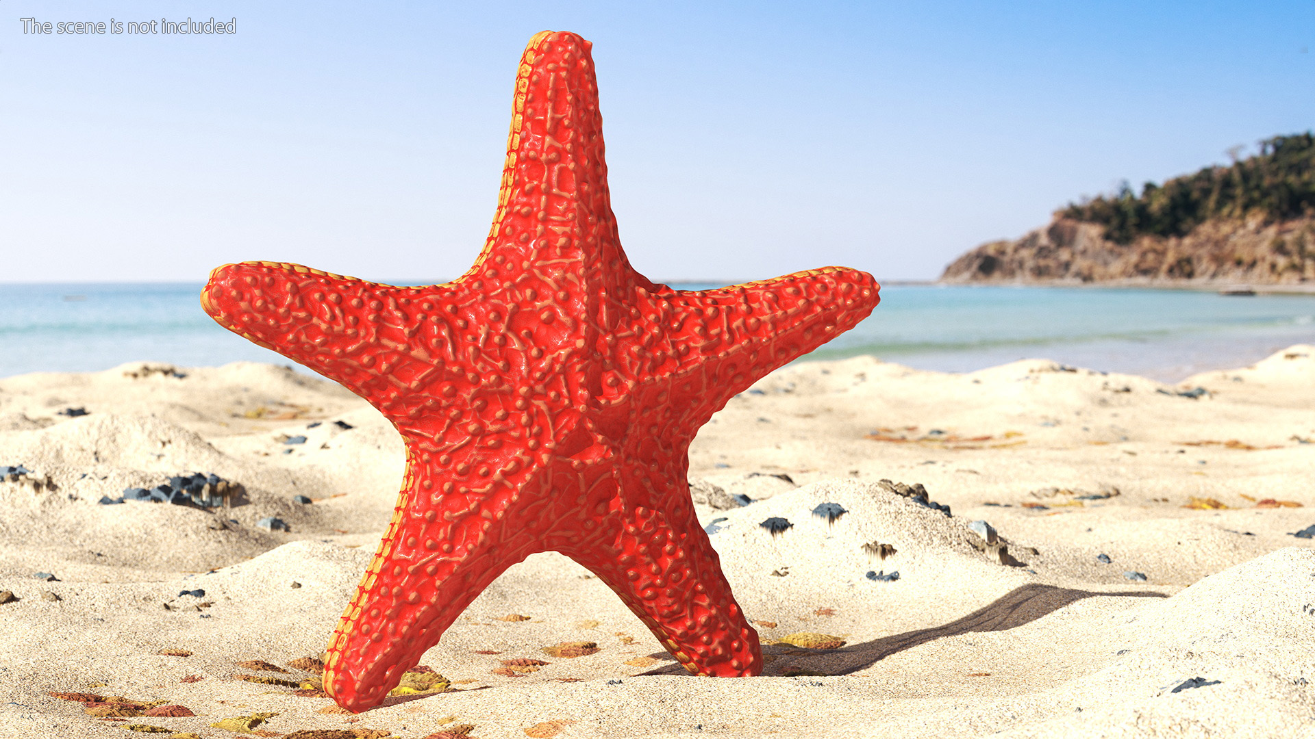Sea Star Marine Invertebrate Red 3D