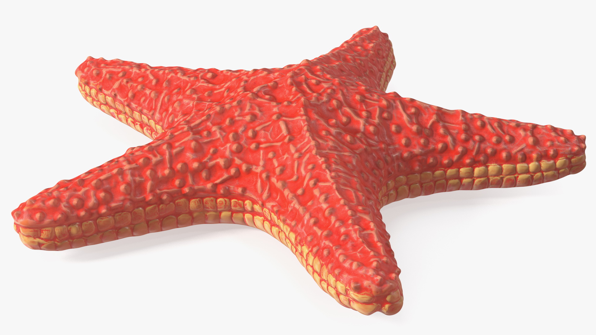 Sea Star Marine Invertebrate Red 3D