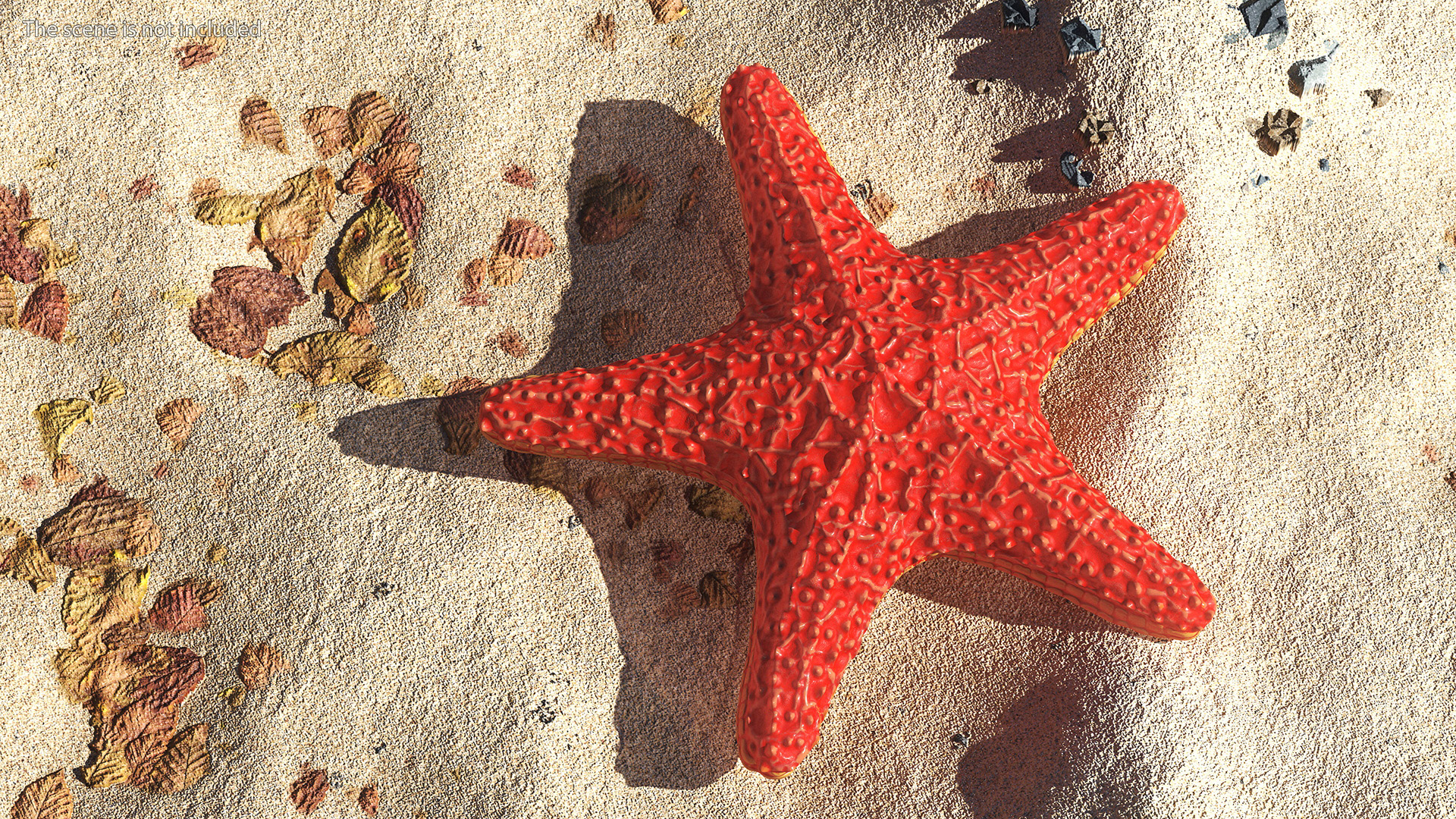 Sea Star Marine Invertebrate Red 3D